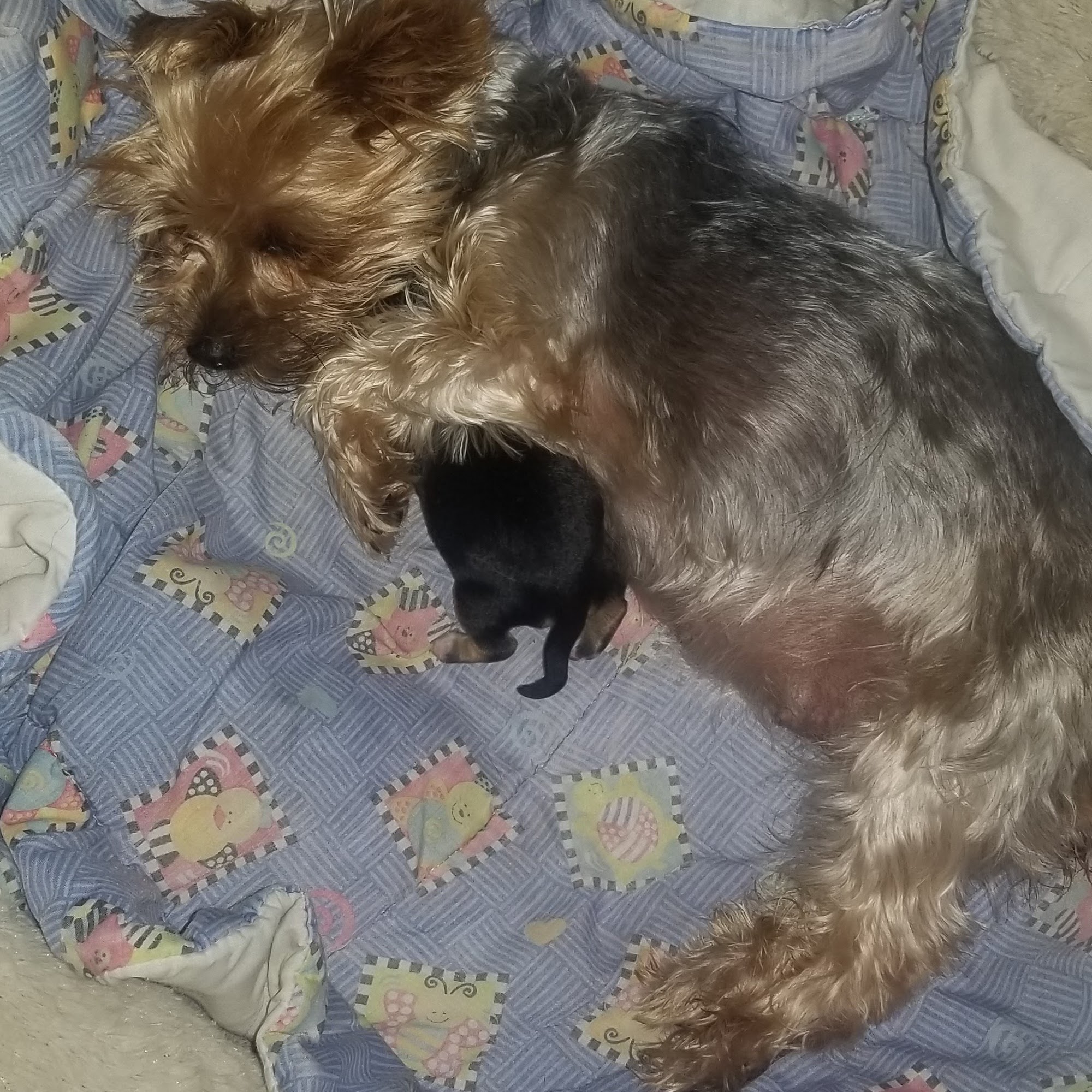 Dr. Alicia Emerson, D.V.M. Port Orange