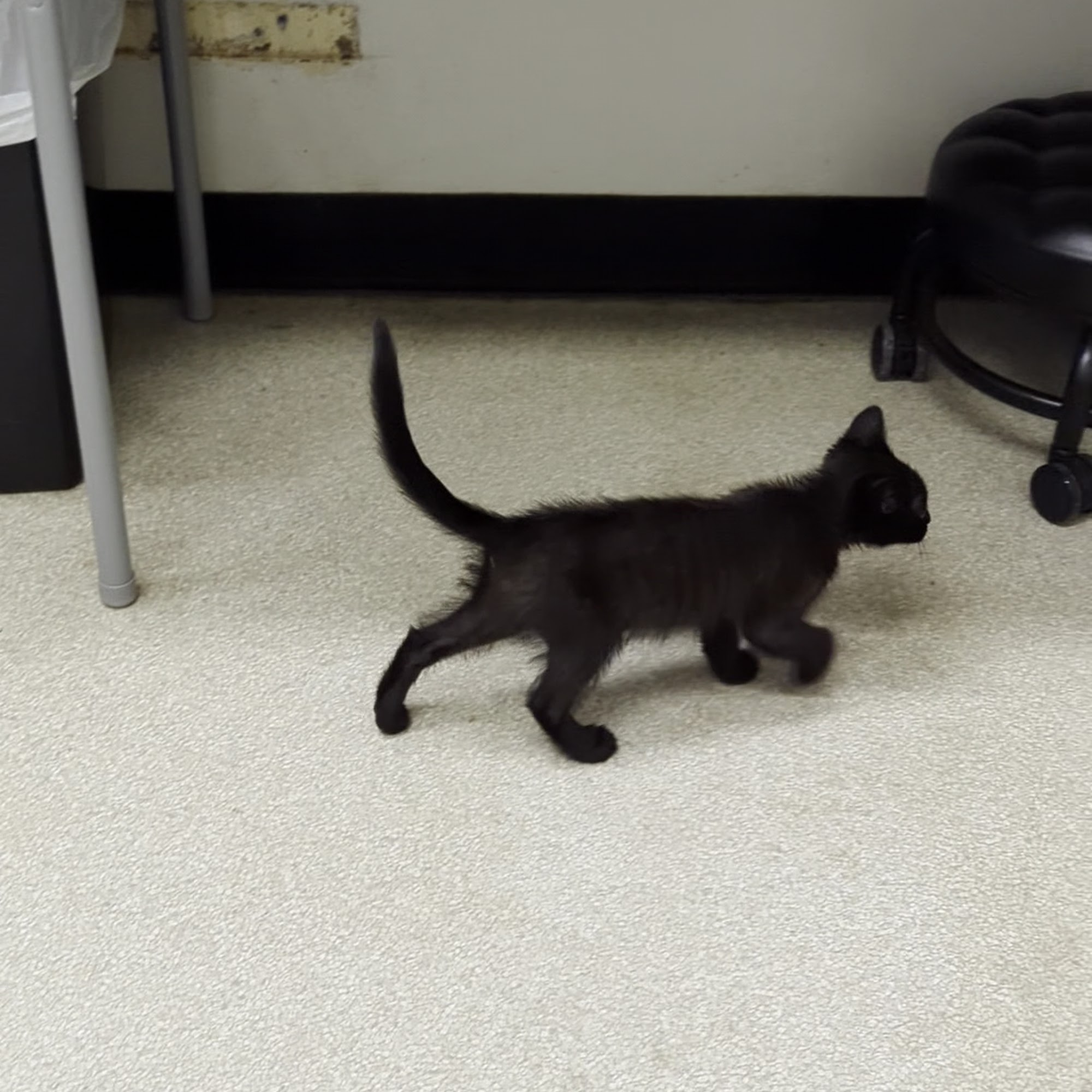 Spruce Creek Animal Clinic Port Orange