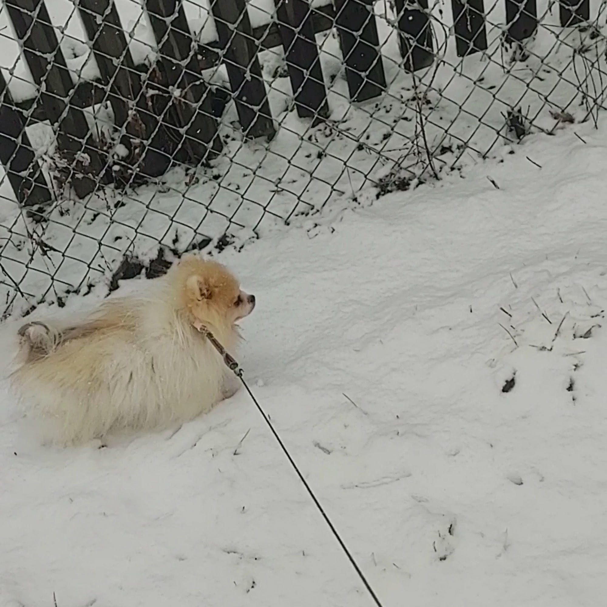 Halifax Veterinary Center Port Orange