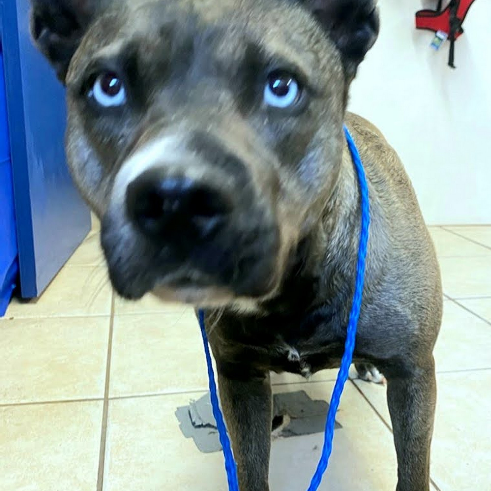 VIP Pet Resort Port Orange