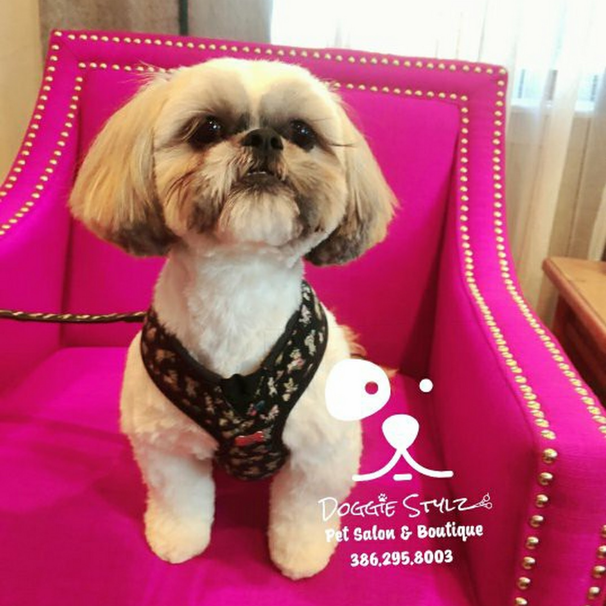 Doggie Stylz Port Orange