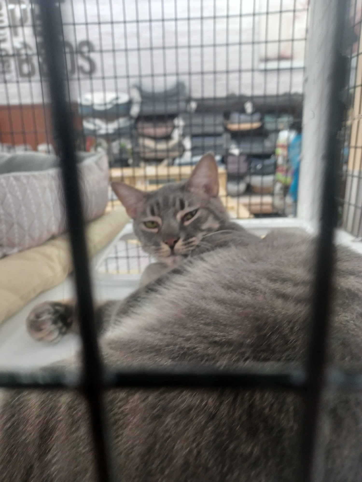 Pet Supermarket Port Orange