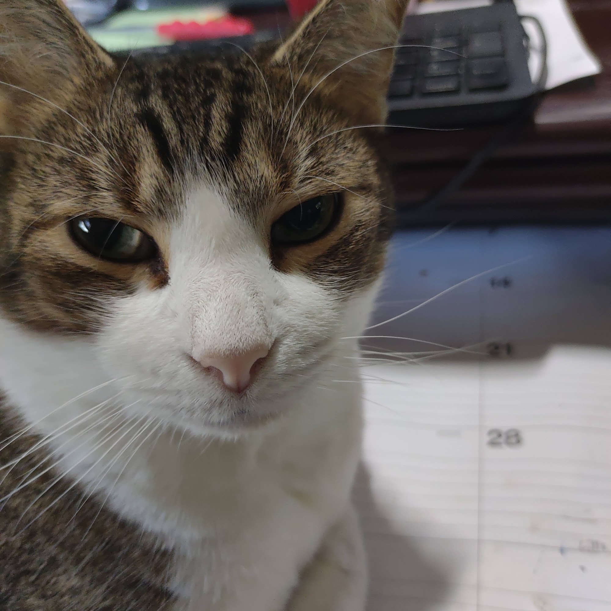 Sattler Susan DVM Port Richey