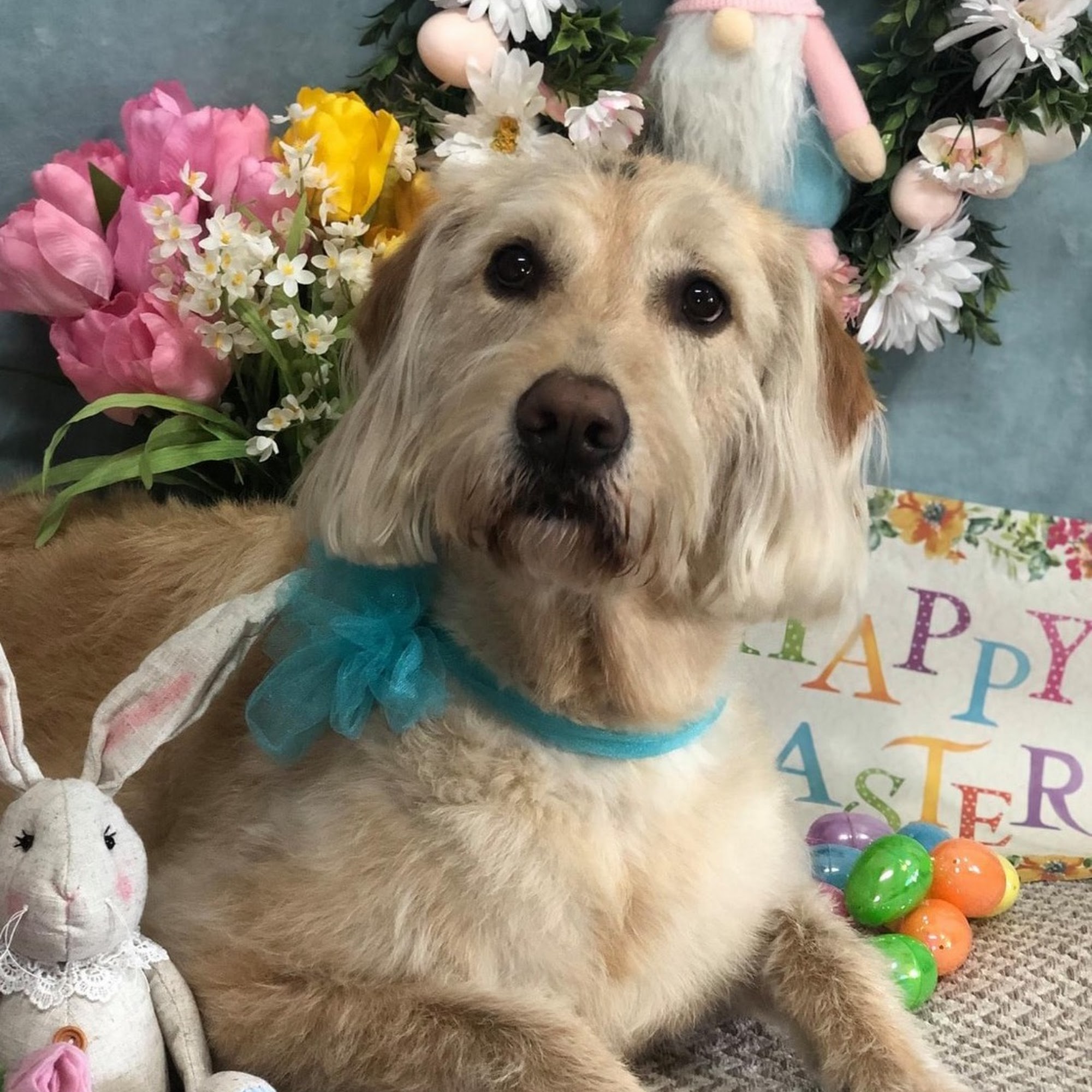 Alicia’s Mobile Luxury Pet Spa LLC Port Richey