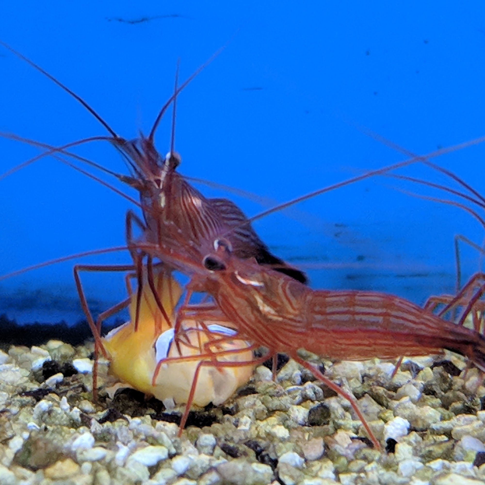 Petco Port St. Lucie