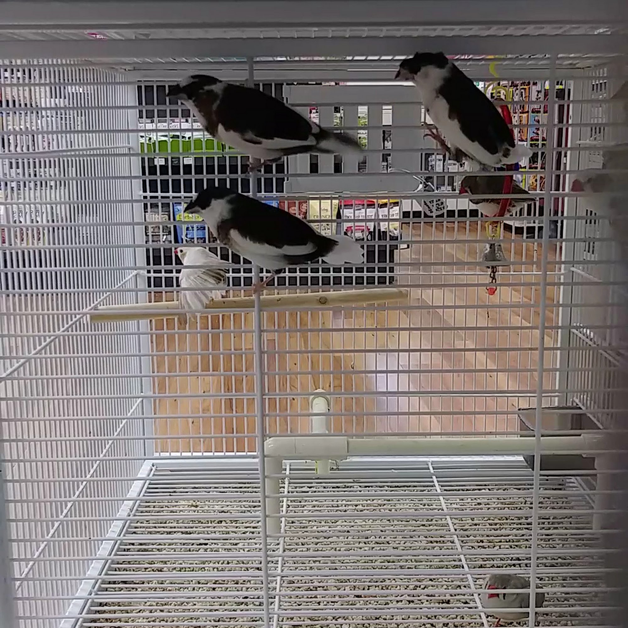 Pet Supermarket Port St. Lucie