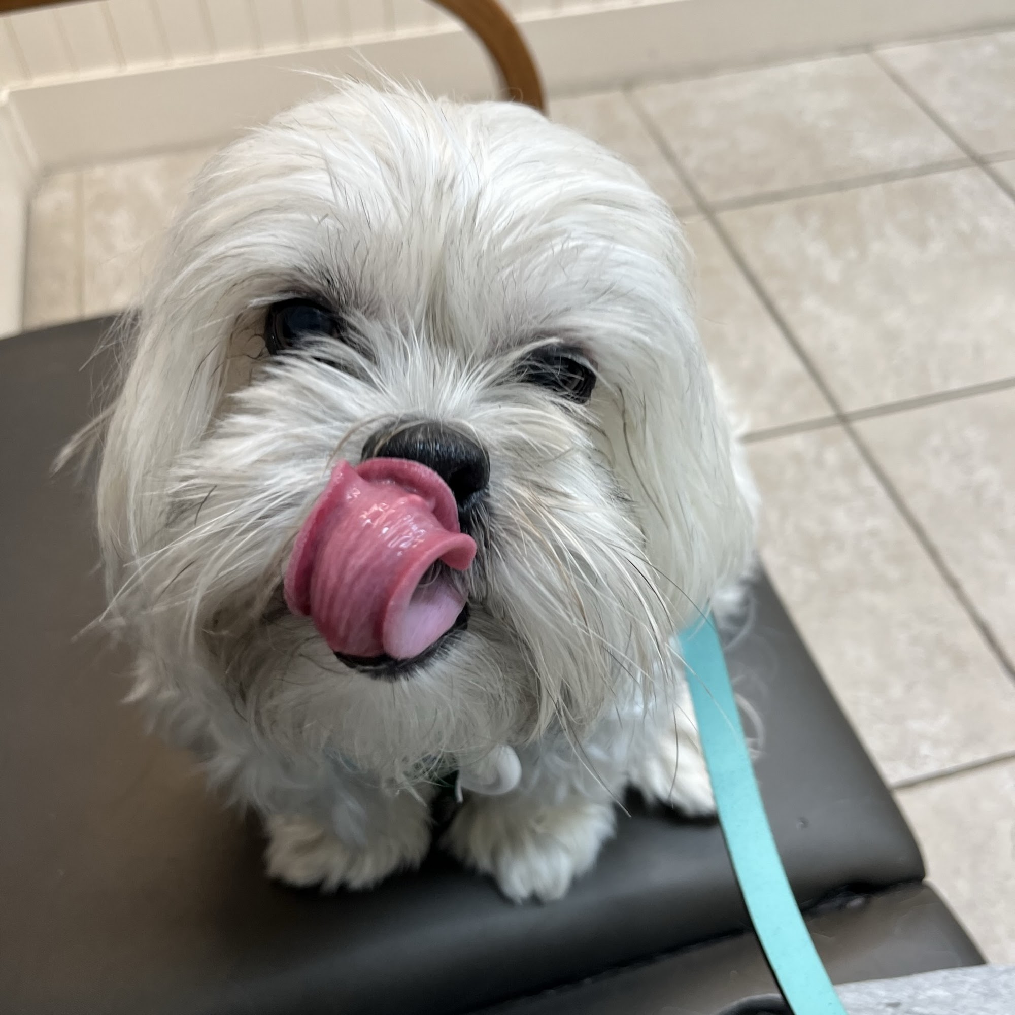 Kindness Animal Hospital Port St. Lucie