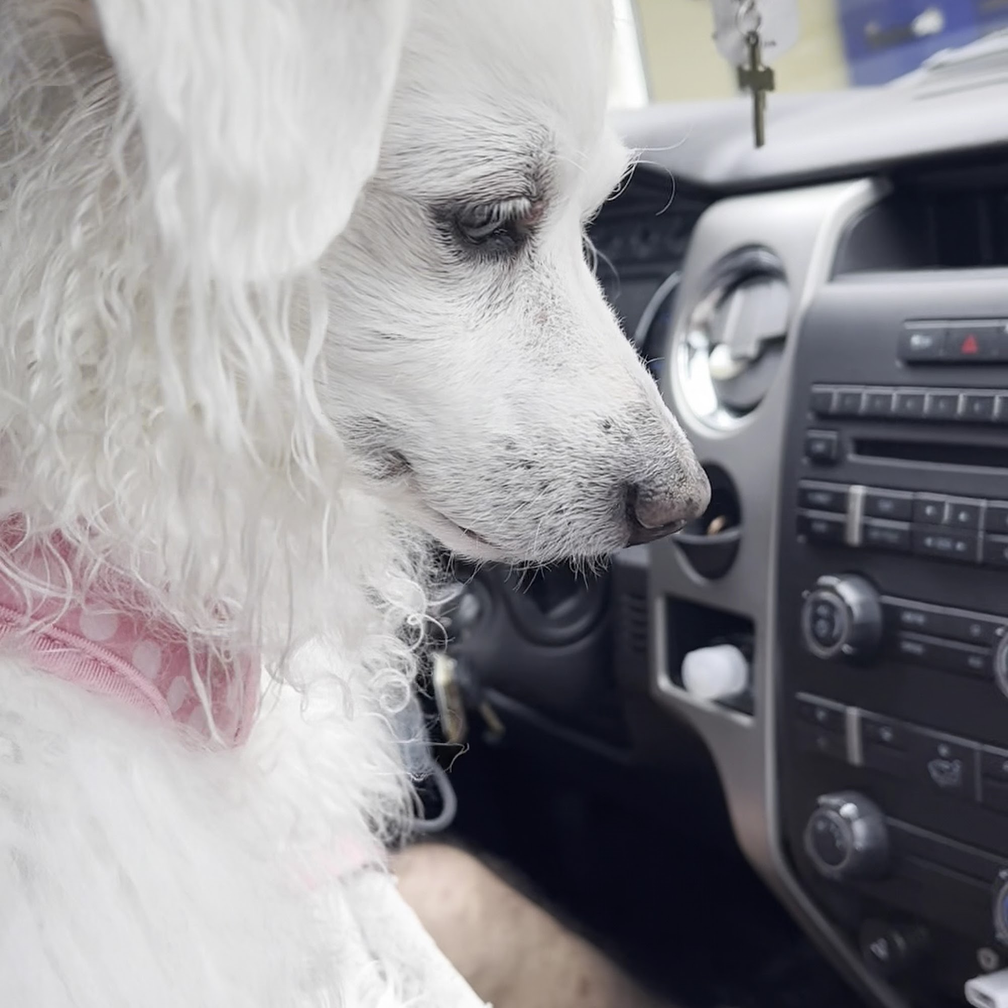 Prima Vista Animal Hospital Port St. Lucie