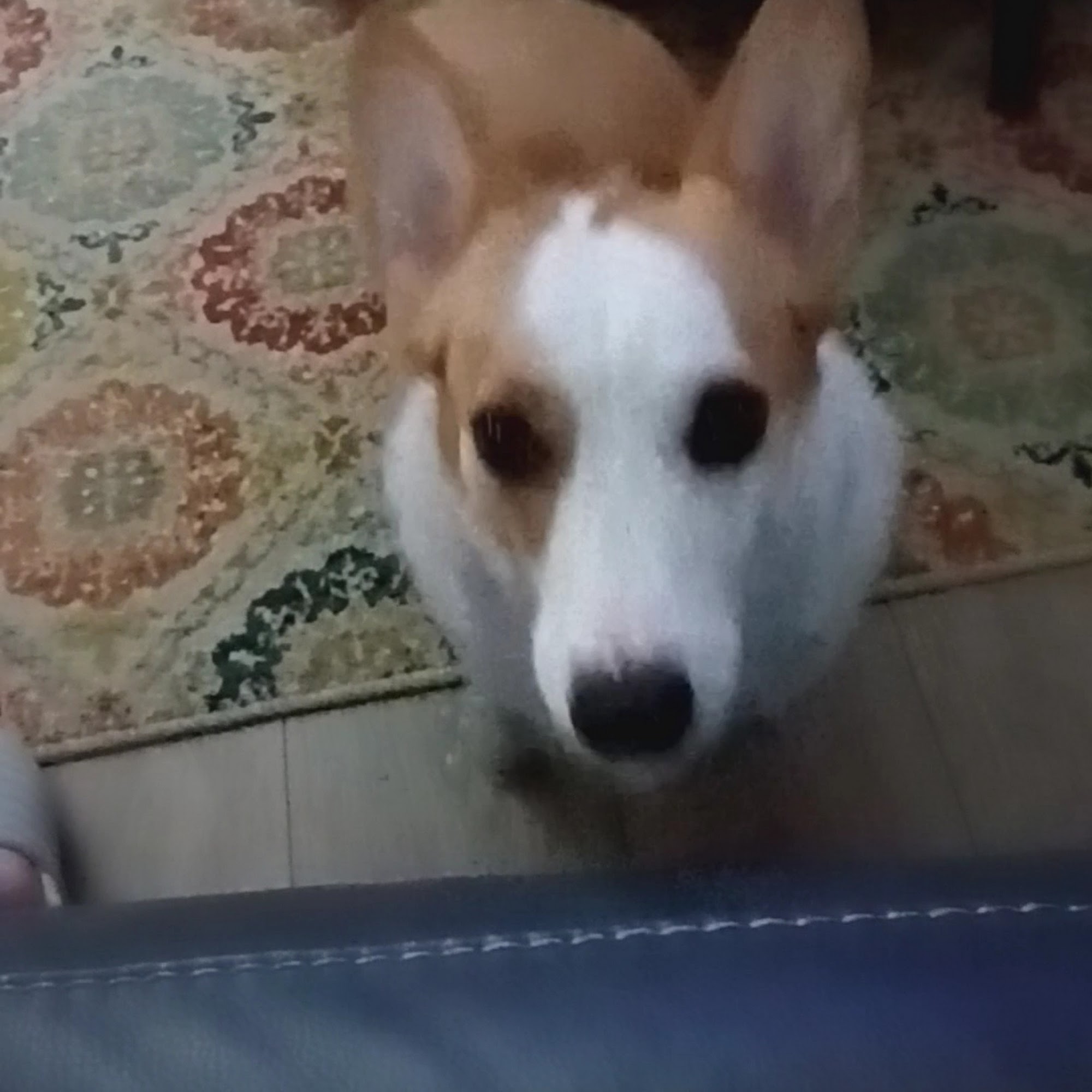 Morningside Animal Hospital Port St. Lucie