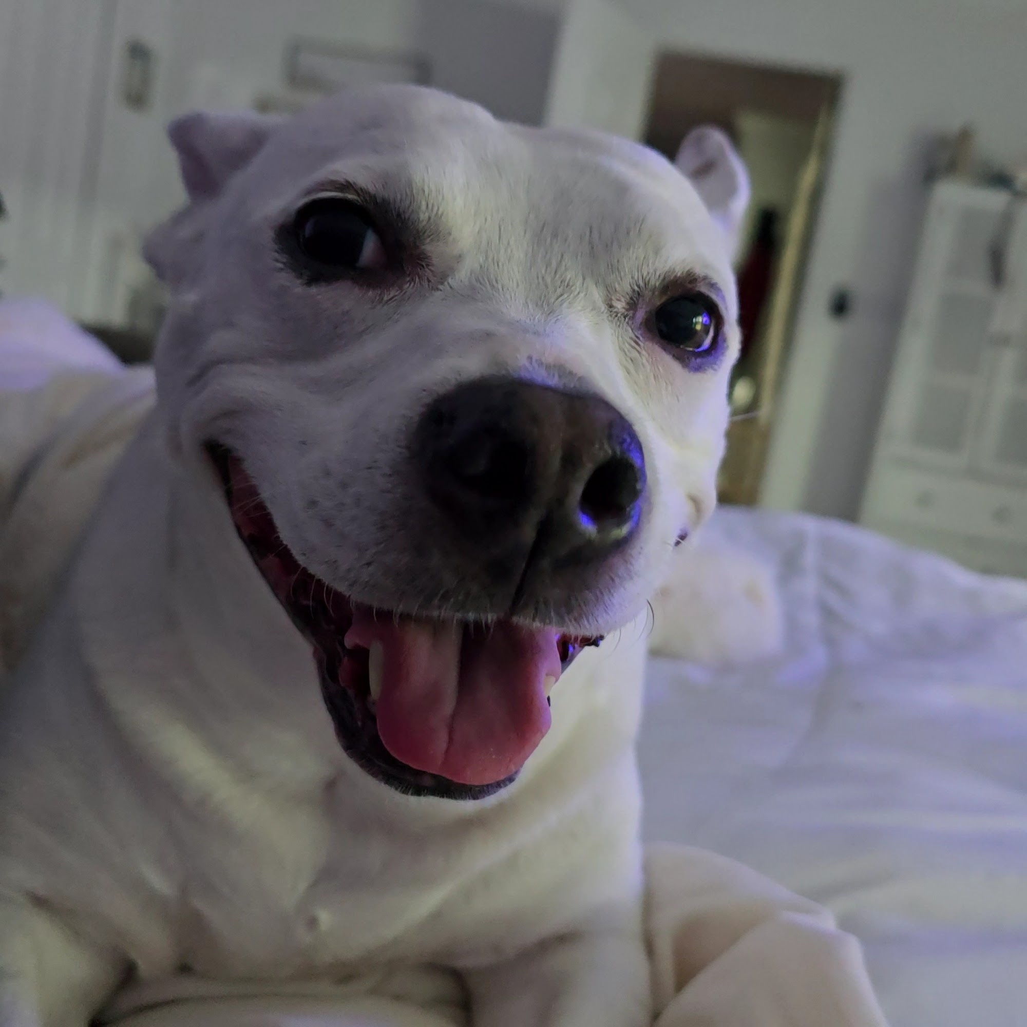 North Port St. Lucie Animal Hospital Port St. Lucie