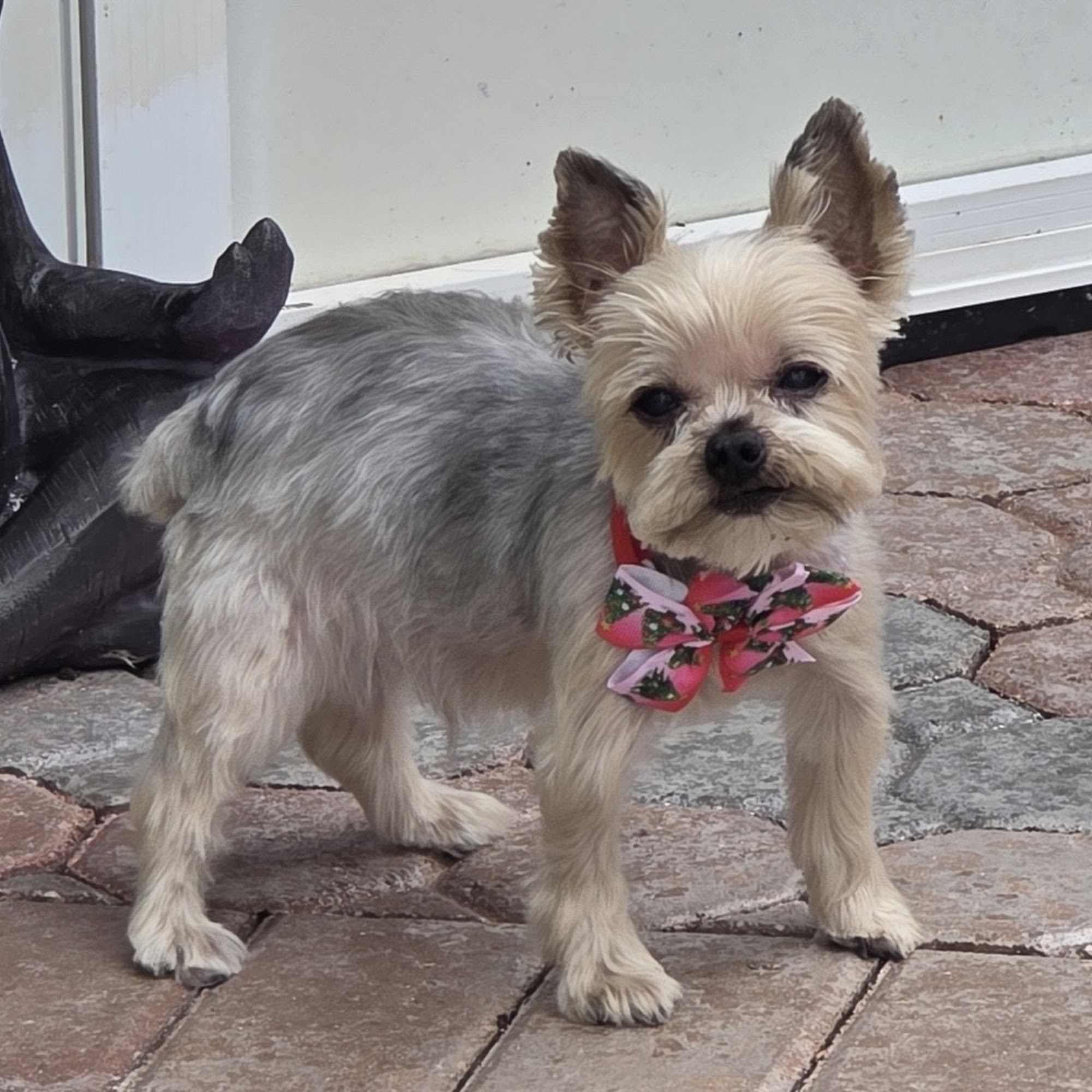 Guardian Veterinary Medical Center Port St. Lucie