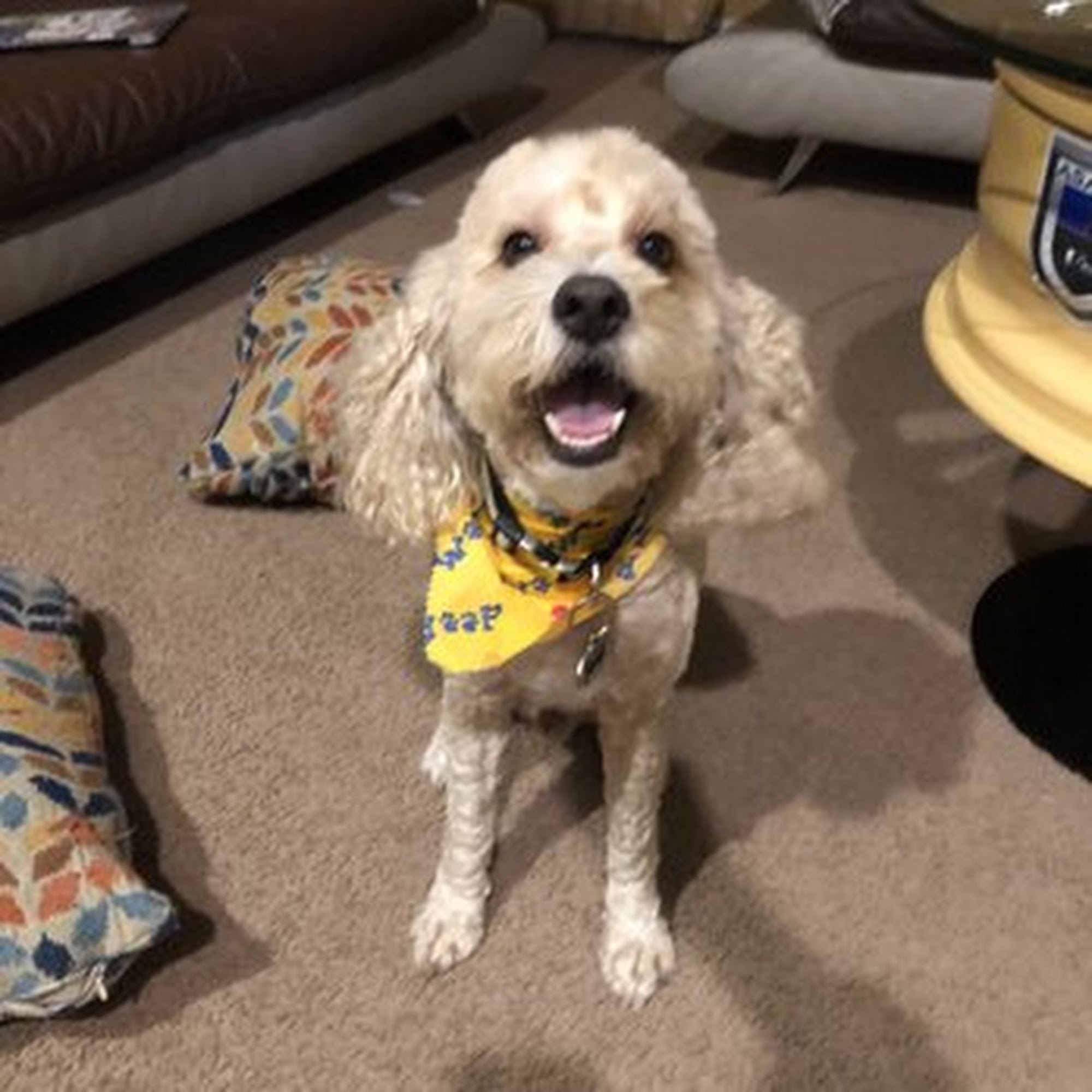 Bayshore Pet Grooming & Boarding Port St. Lucie