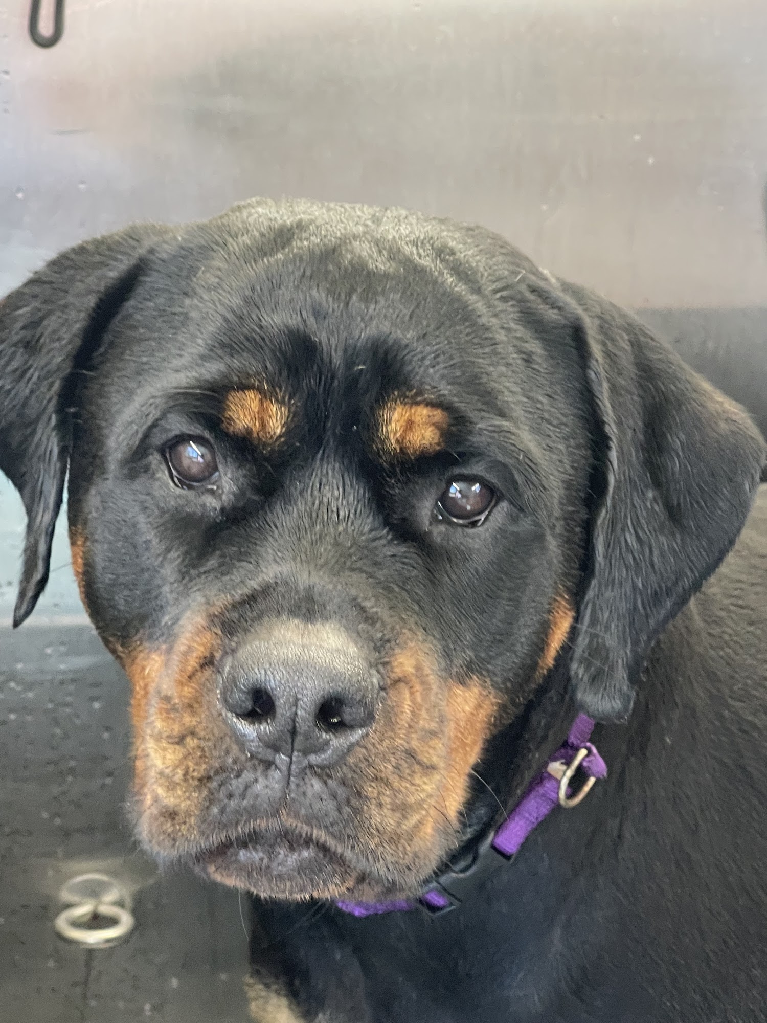 Doggie Digs Mobile Grooming Port St. Lucie