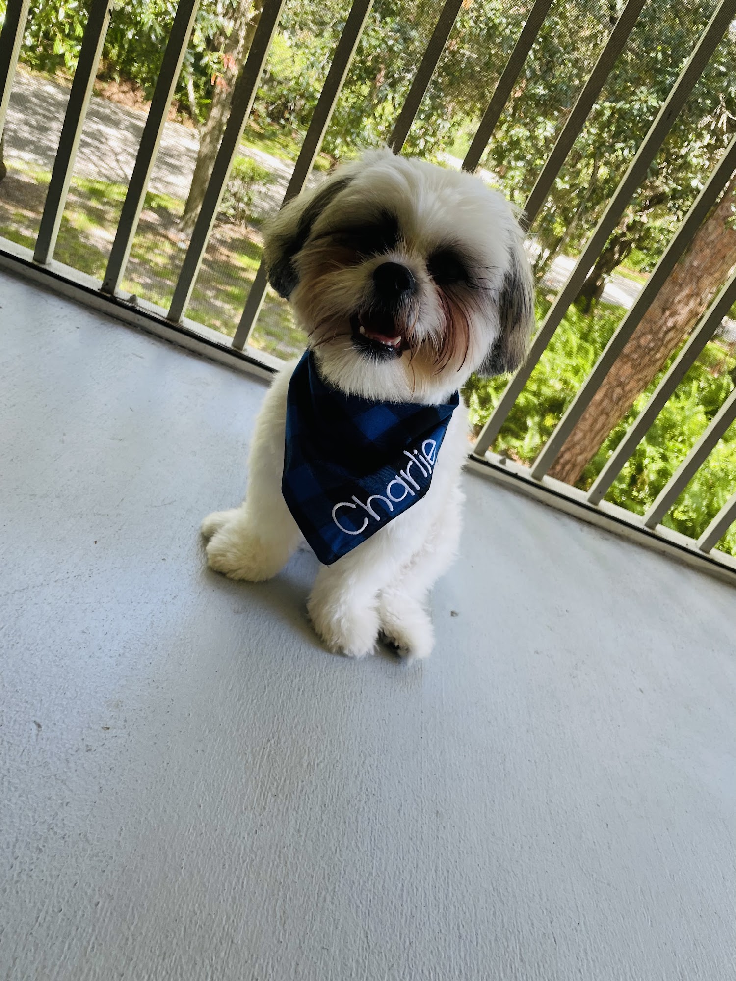 Jens Pet Grooming Port St. Lucie