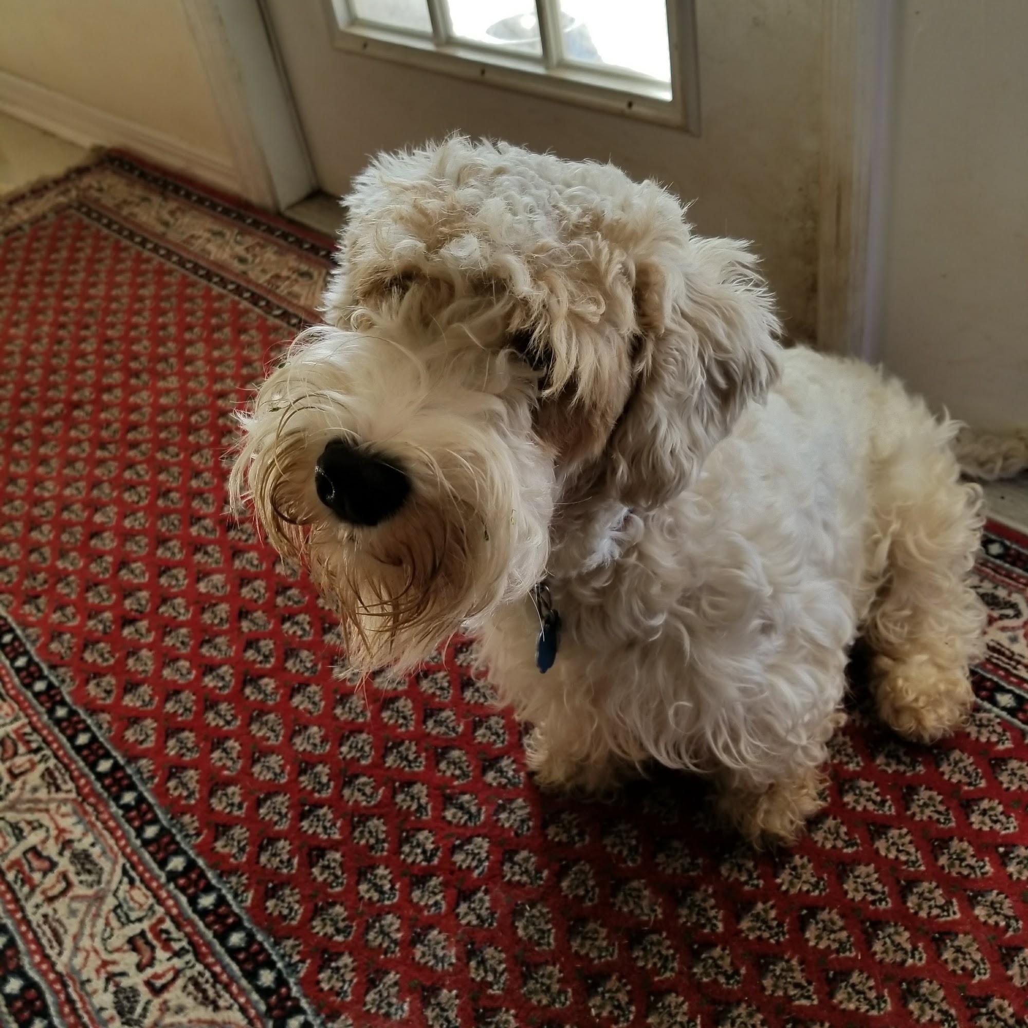 Paws N Claws Pet Services Port St. Lucie