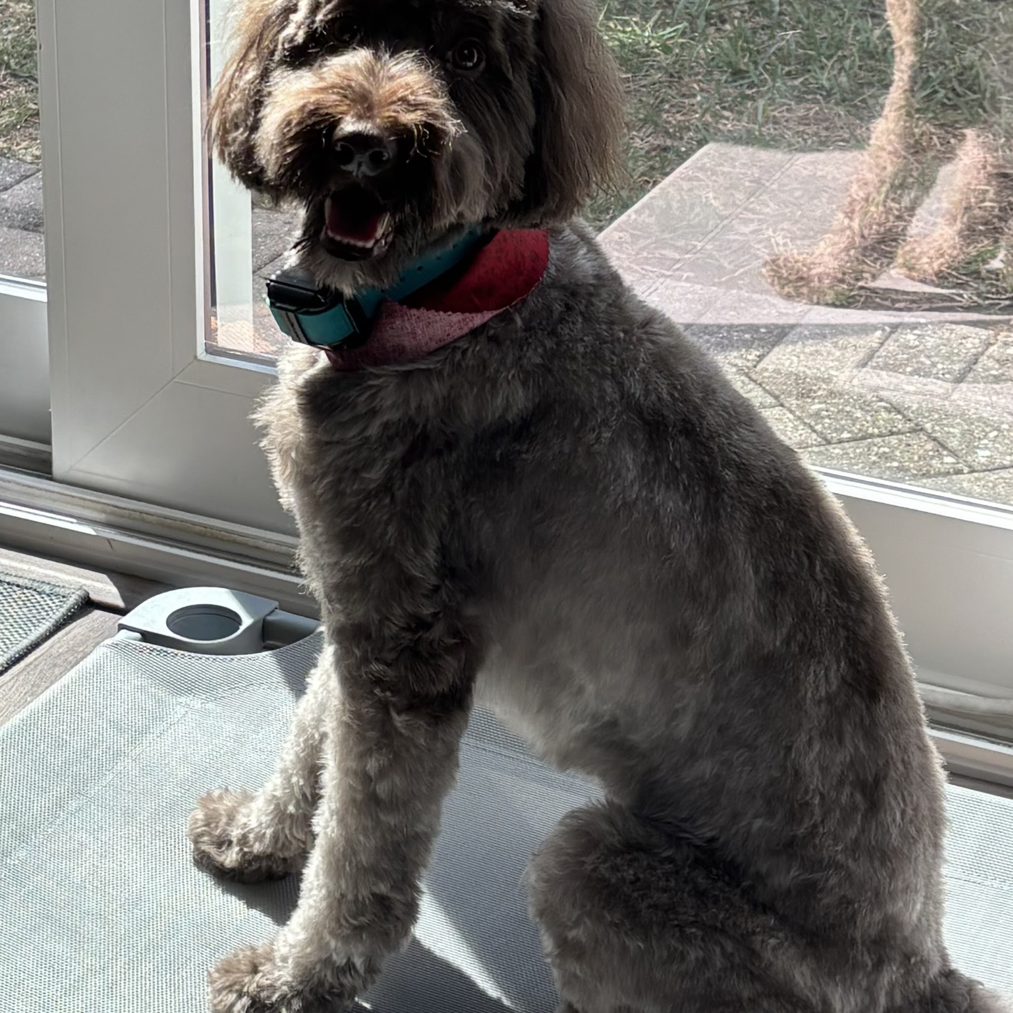 Dogs In Bloom - Dog Training Port St. Lucie