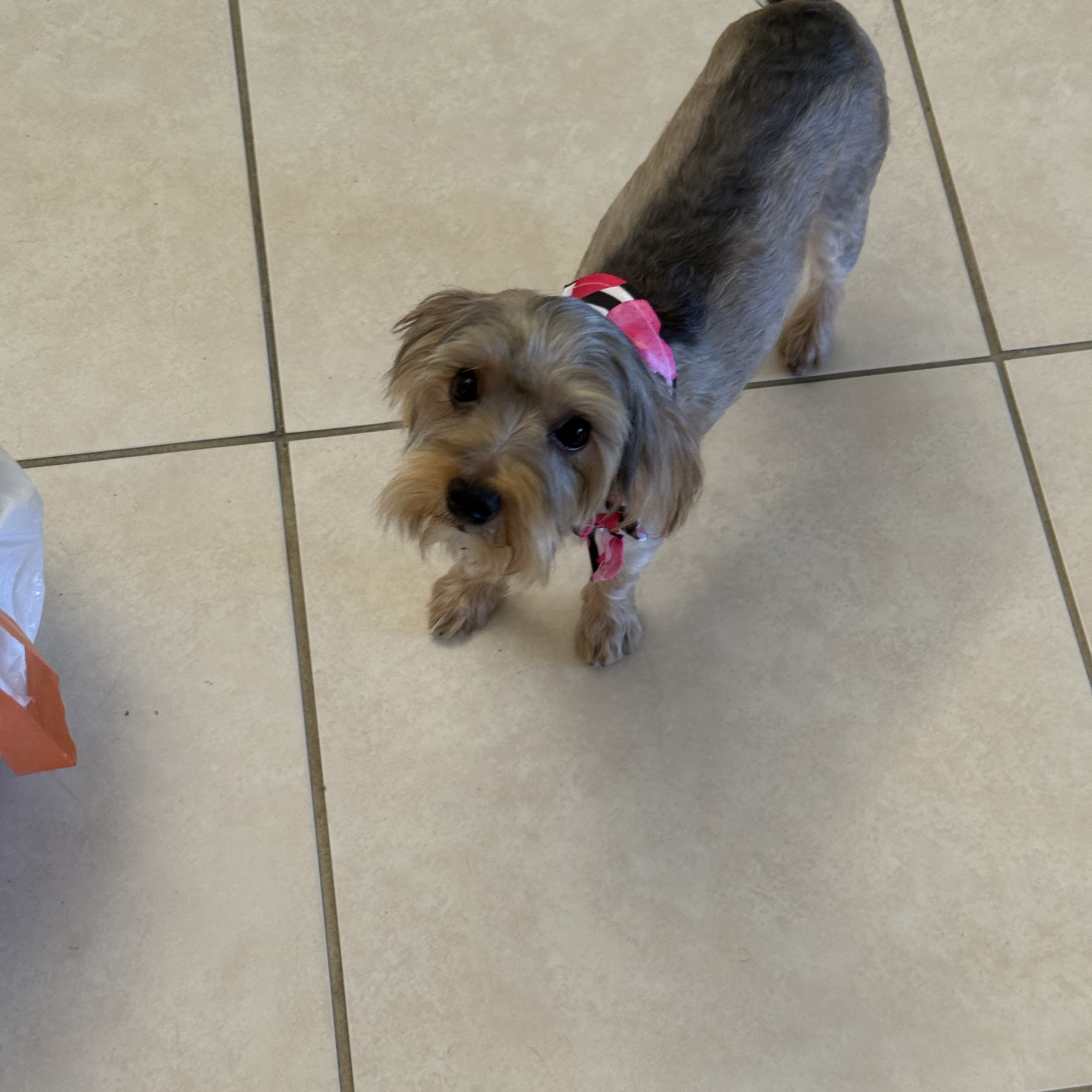 Shampoochi Day Spa Mobile Grooming 2846 SW Port St Lucie Blvd, Port St. Lucie, FL 34953