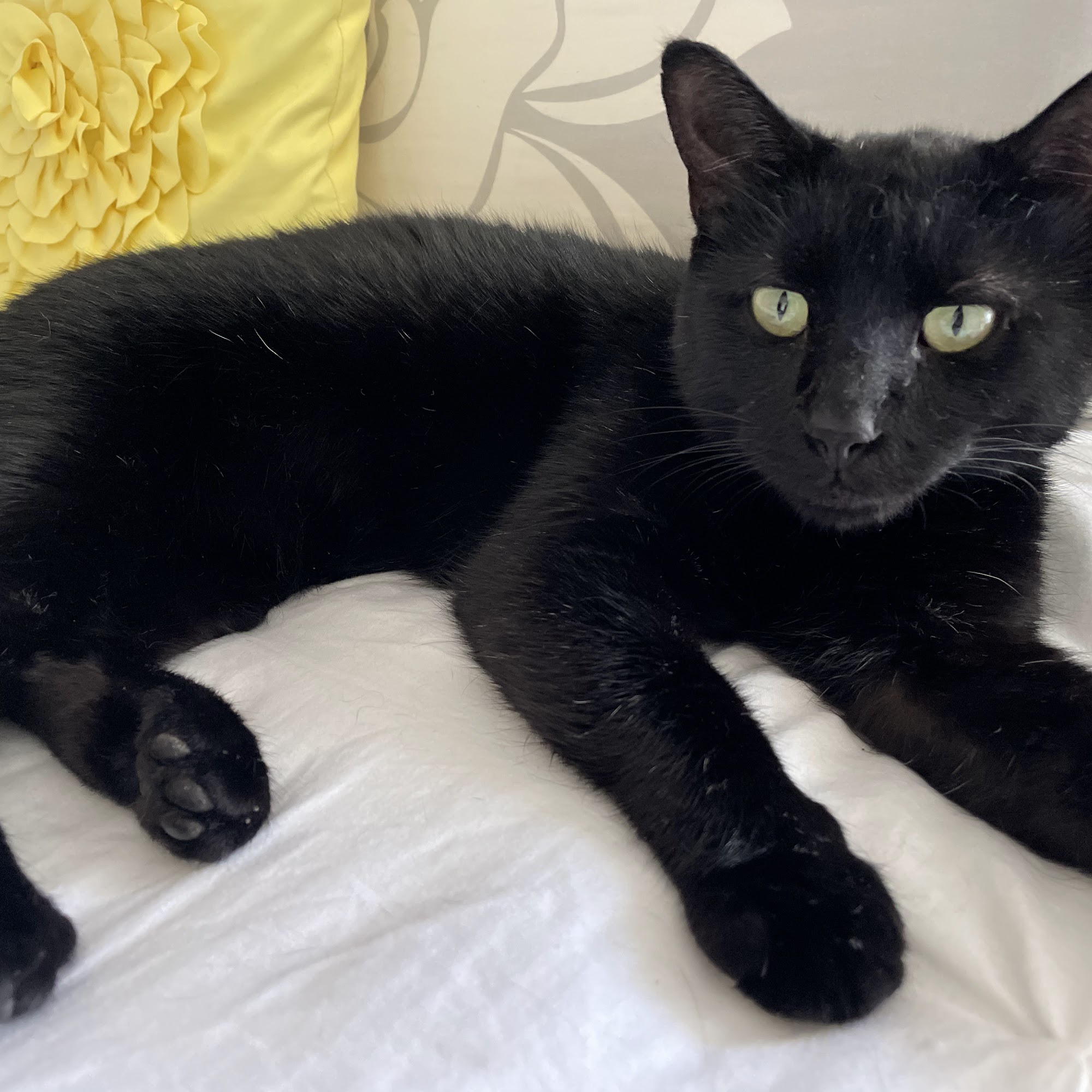 New Hope Pet Hospital Punta Gorda