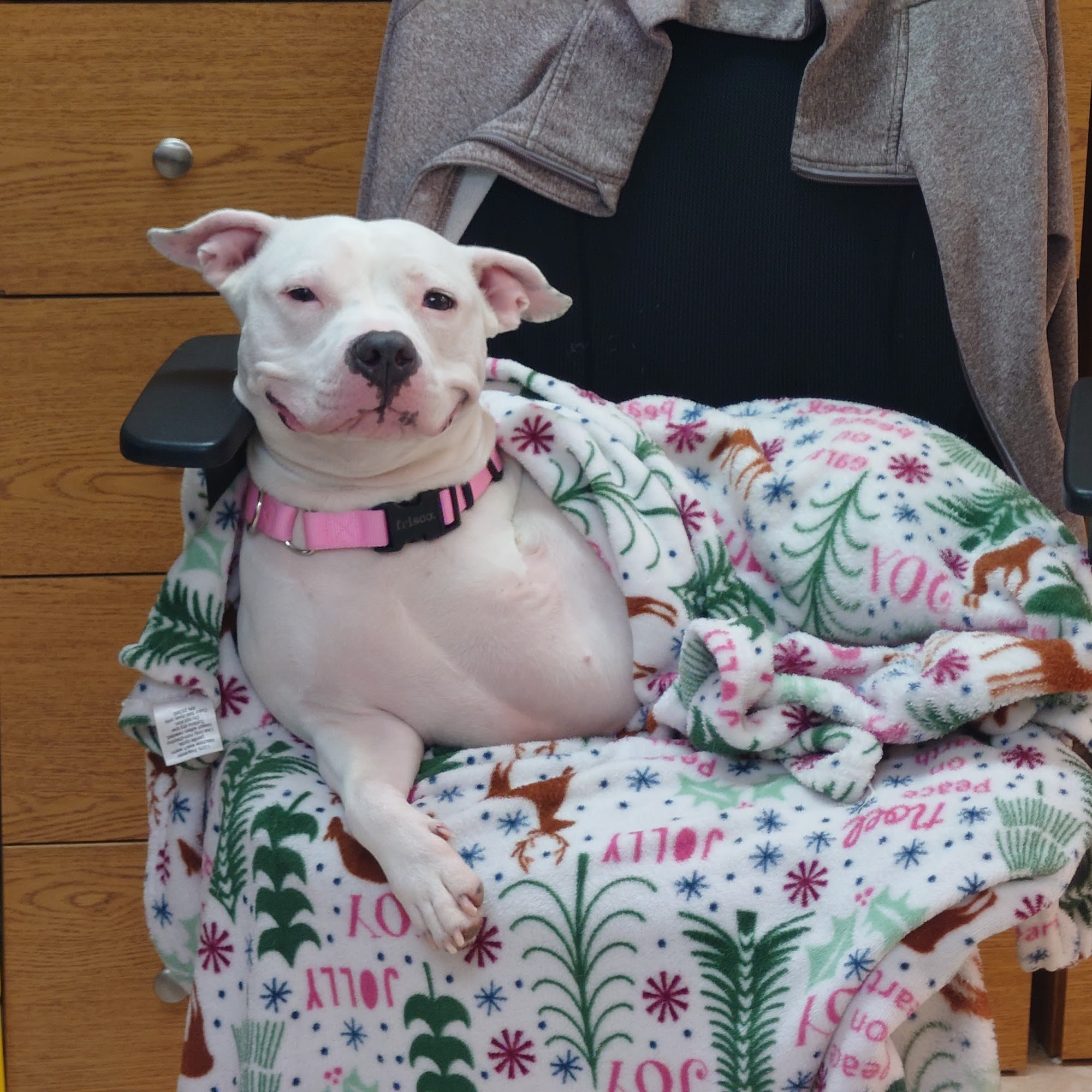 Peace River Veterinary Clinic: Degrove Reece Julie DVM Punta Gorda