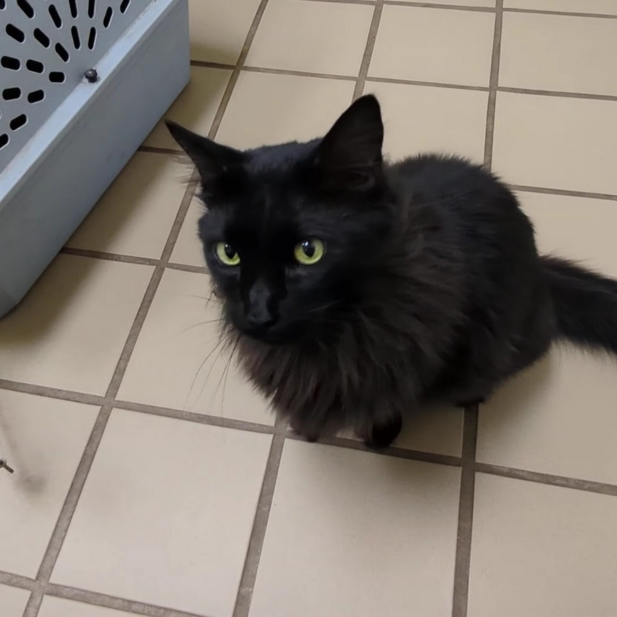 Punta Gorda Animal Hospital Punta Gorda