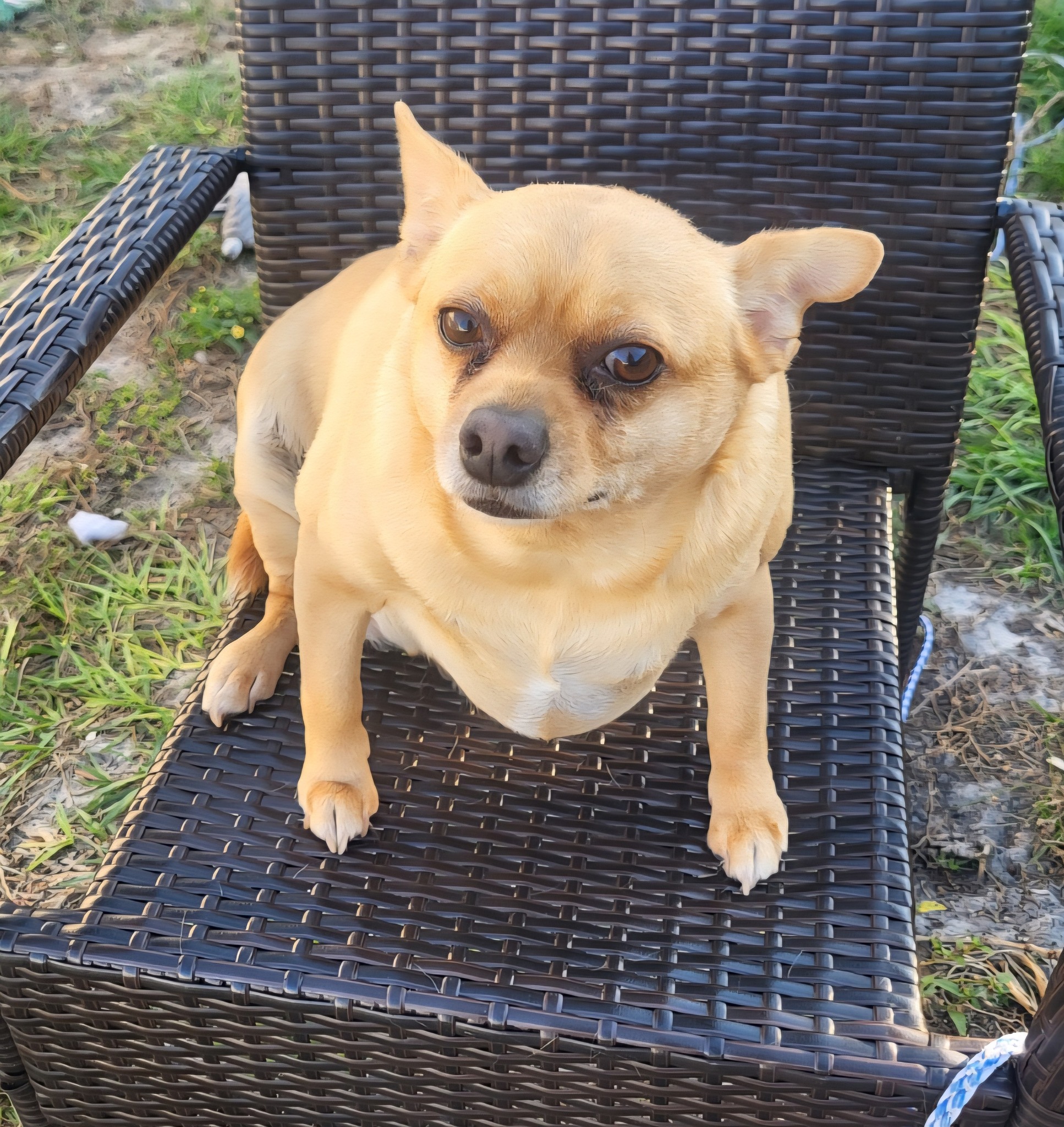 Adorable Dogs Inc Punta Gorda