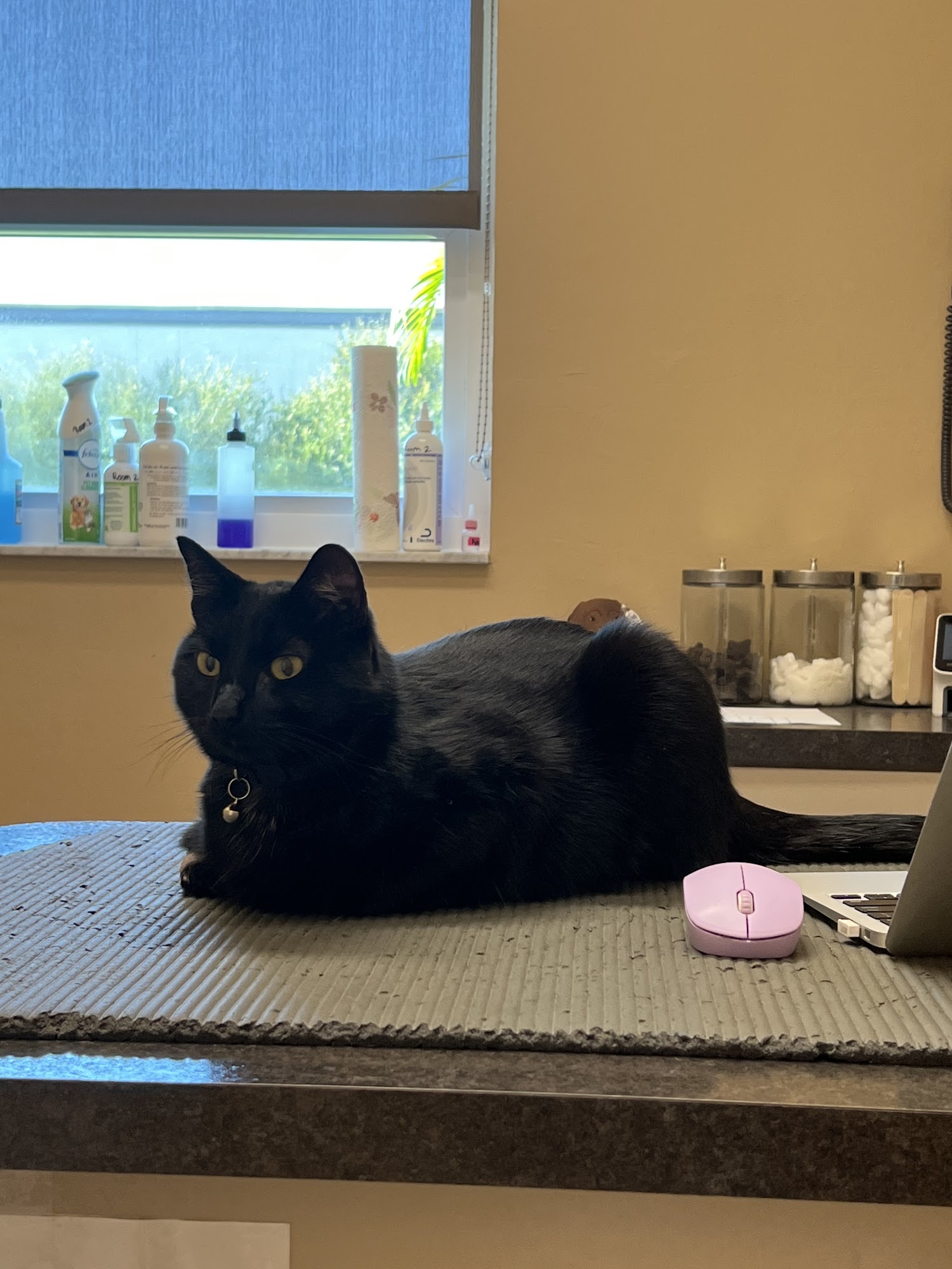 Bivens Animal Hospital Punta Gorda