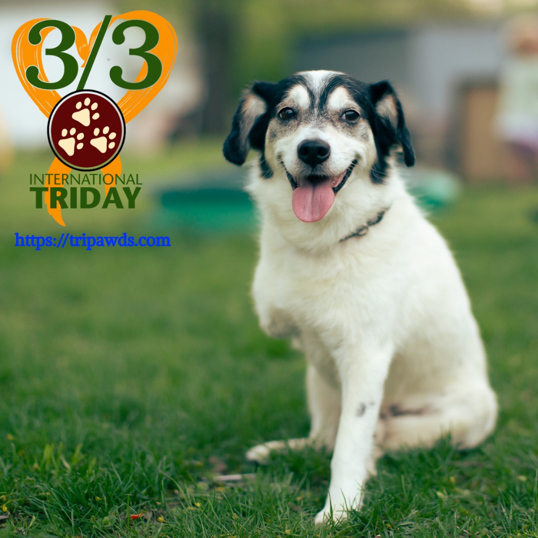 BURNT STORE ANIMAL HOSPITAL Punta Gorda