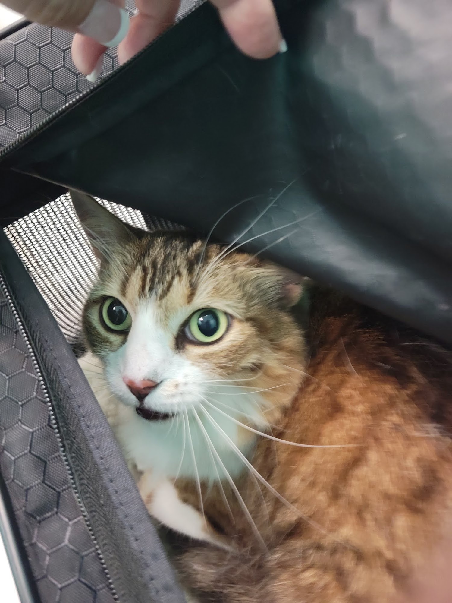 BURNT STORE ANIMAL HOSPITAL Punta Gorda