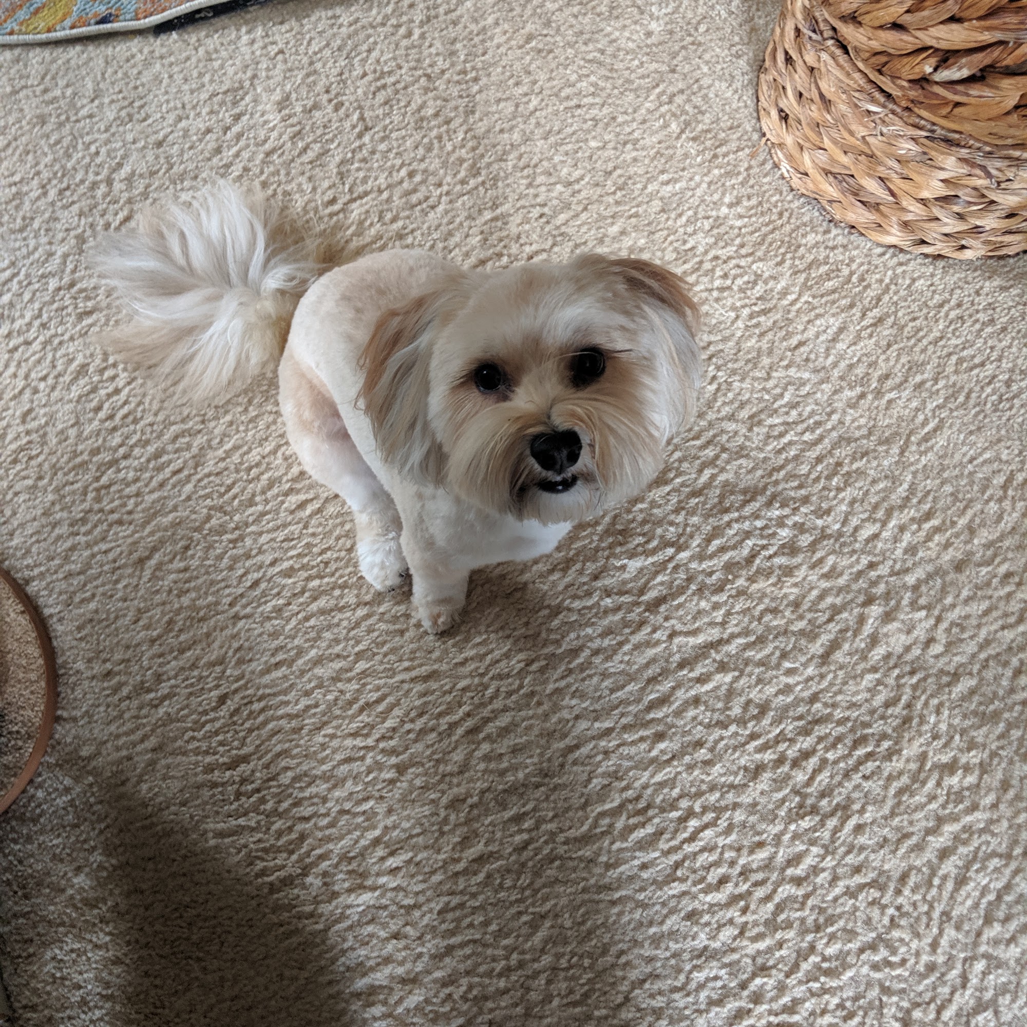 Lordocs Havanese Punta Gorda