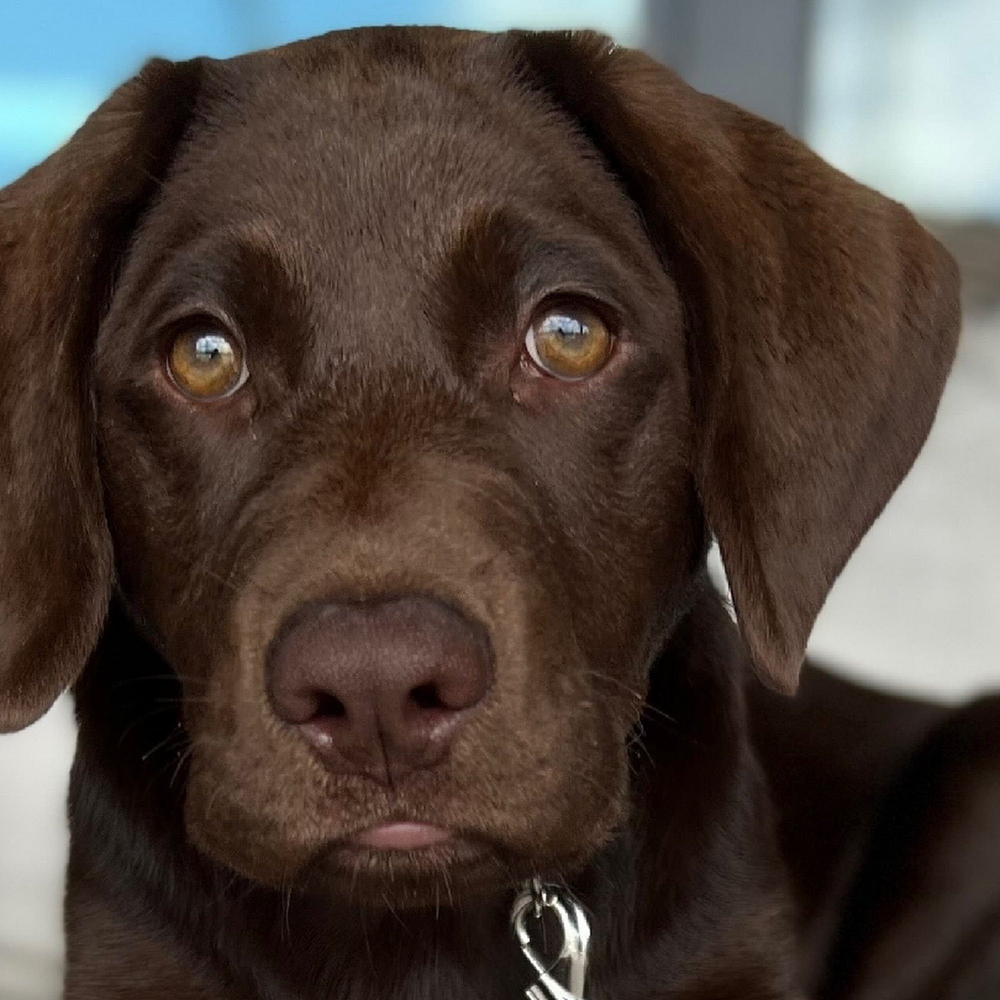South West Florida Labradors Punta Gorda