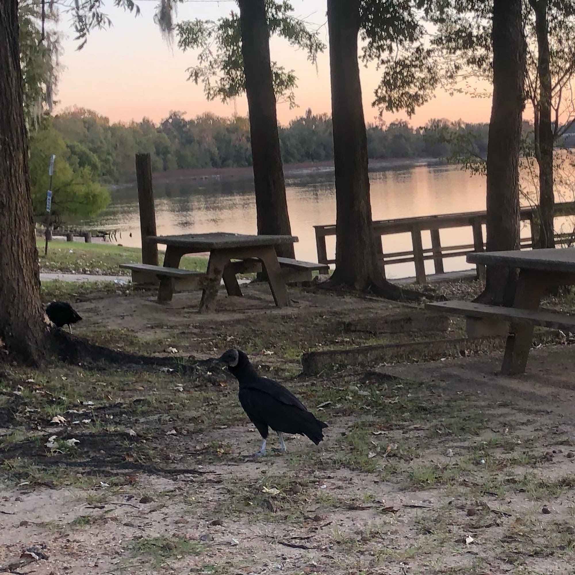 Lawrence Animal Hospital Quincy