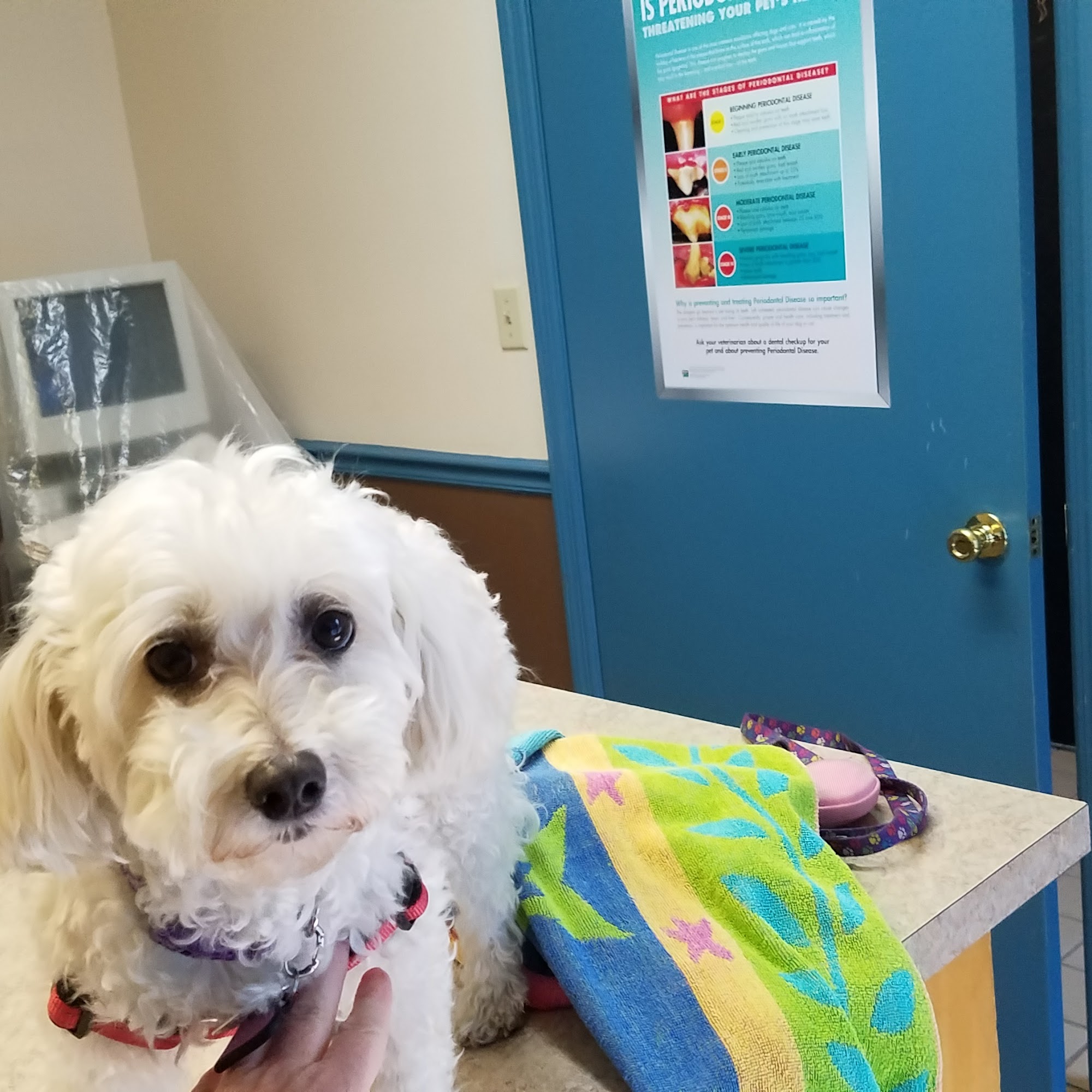 Quincy Animal Hospital Quincy