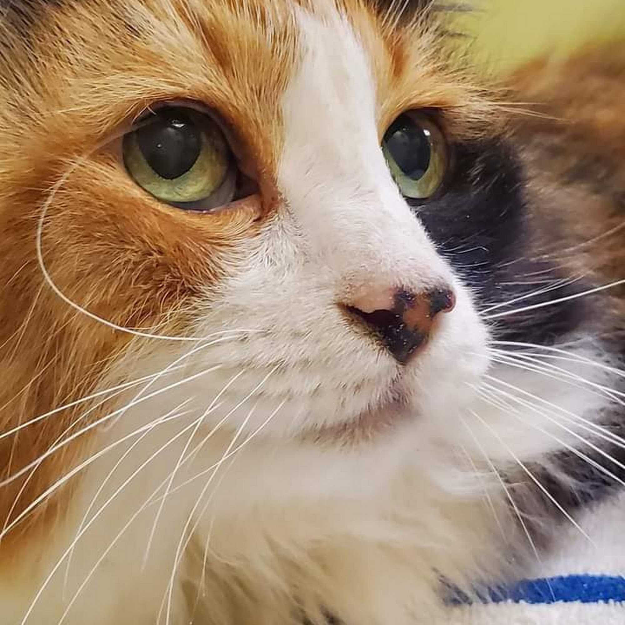 Keys Animal ER at Cruz Animal Hospital Ramrod Key