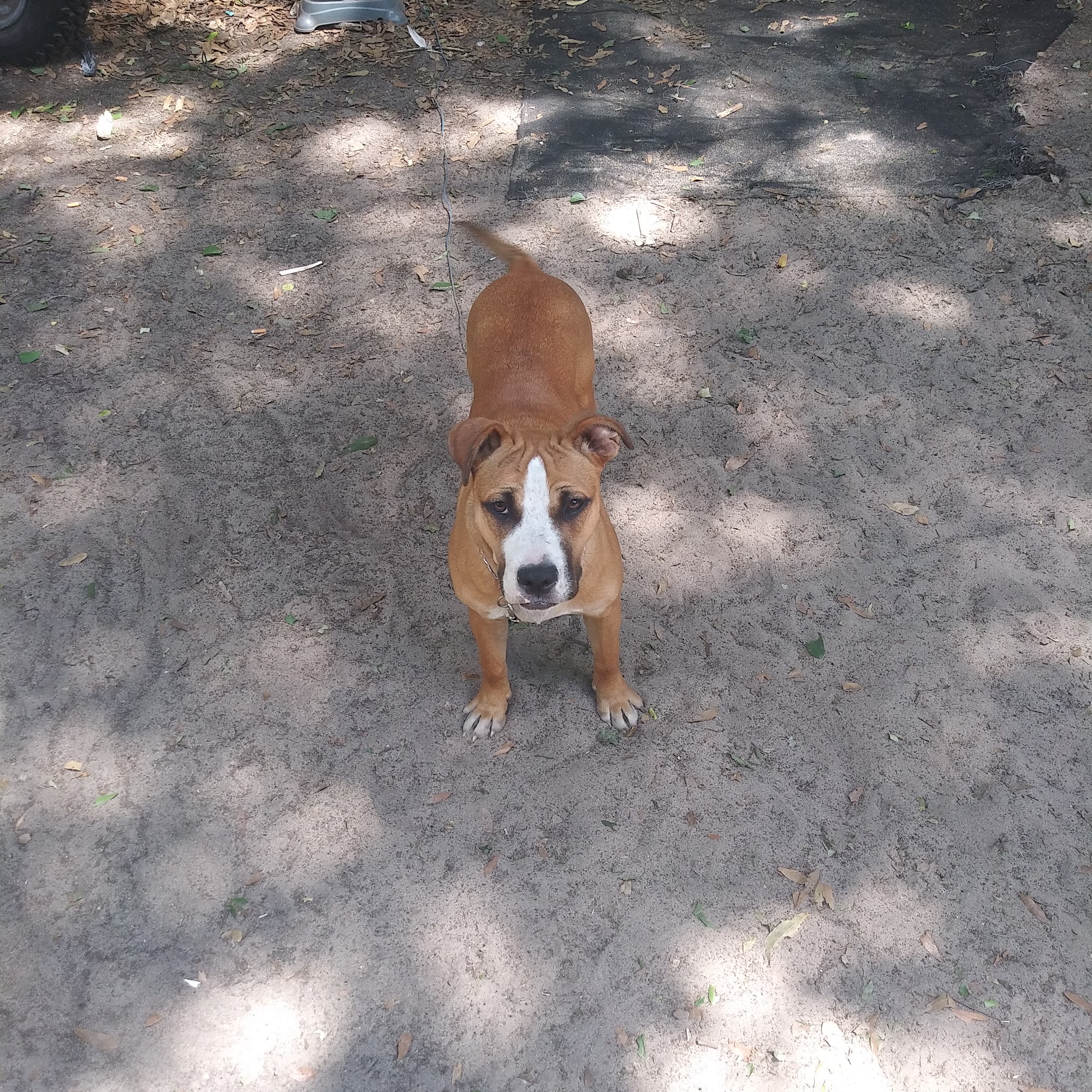 Patient Paws Pet-Grooming 5490 N W 191 St, Reddick Florida 32686