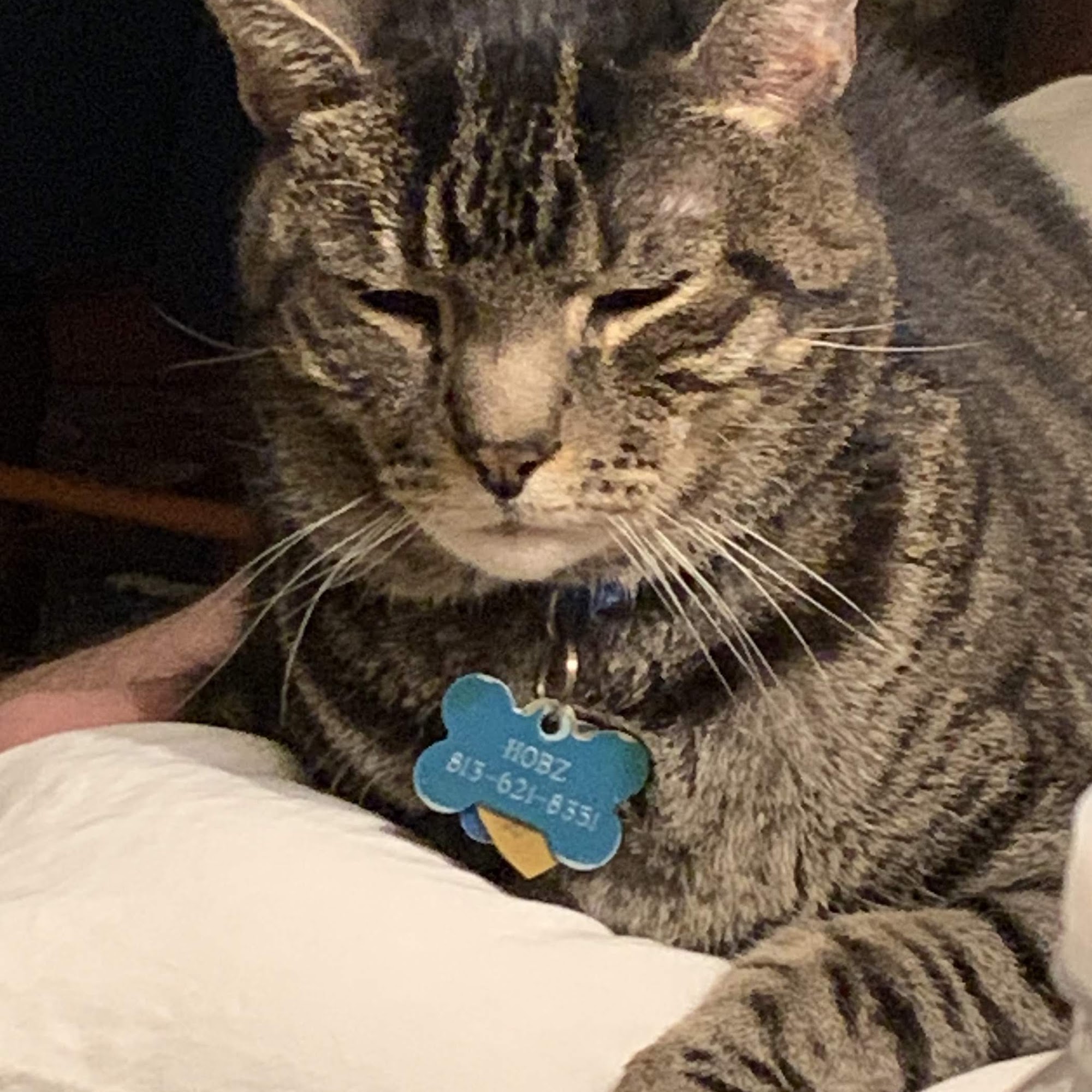 Brandon Lakes Animal Hospital Riverview