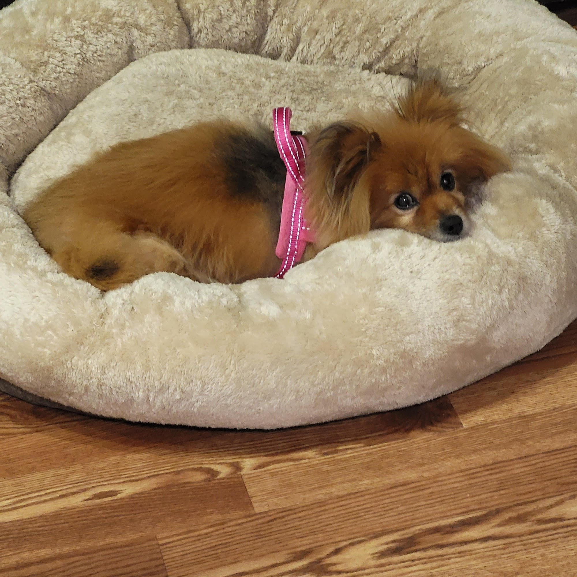 Riverview Veterinary Hospital Riverview