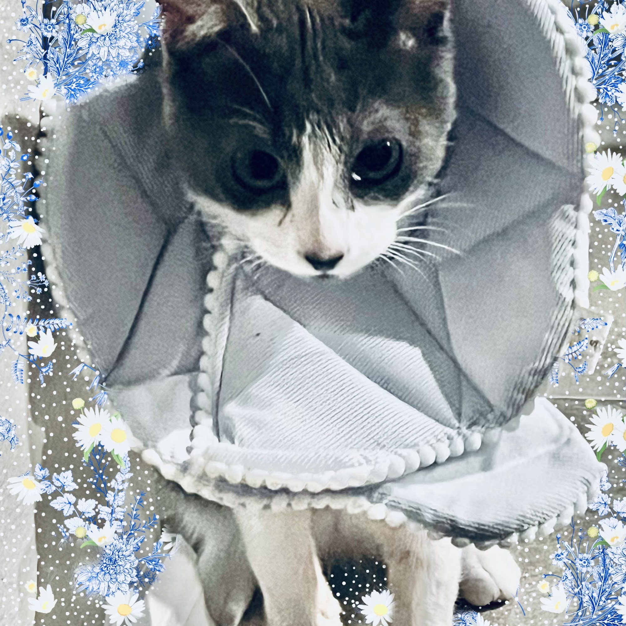 Big Bend Animal Hospital Inc Riverview