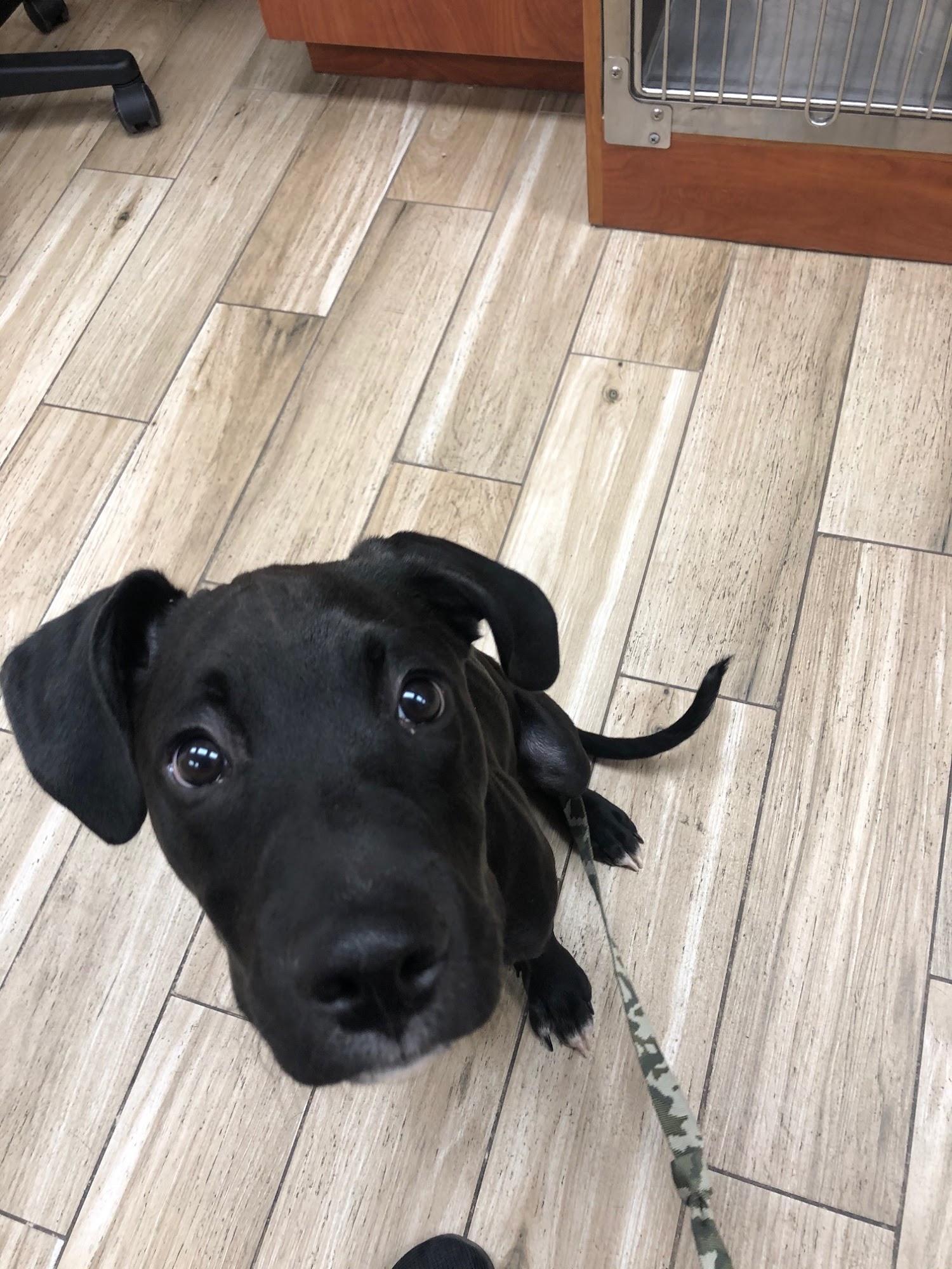 Pavilion Crossing Animal Hospital & Grooming Riverview