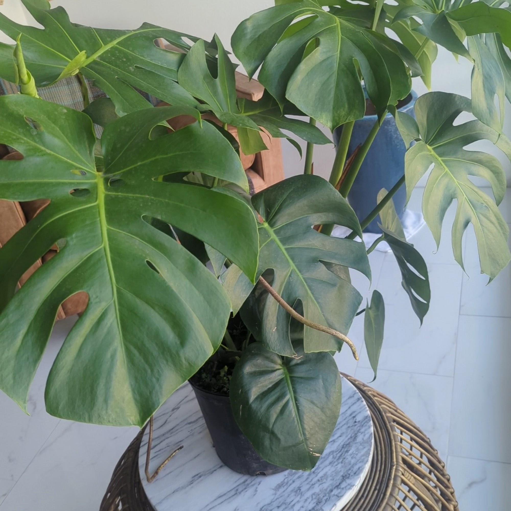 Moon Valley Nurseries Riviera Beach