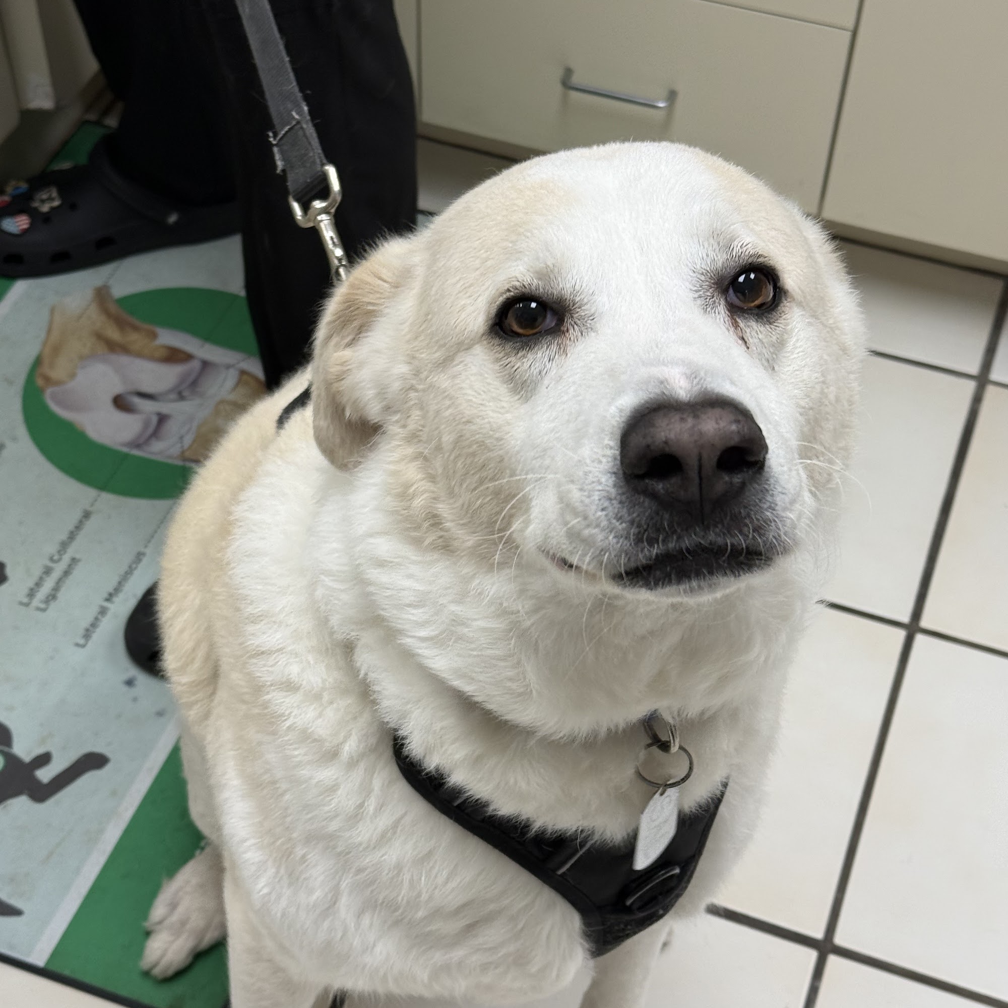 Viera East Veterinary Center Rockledge