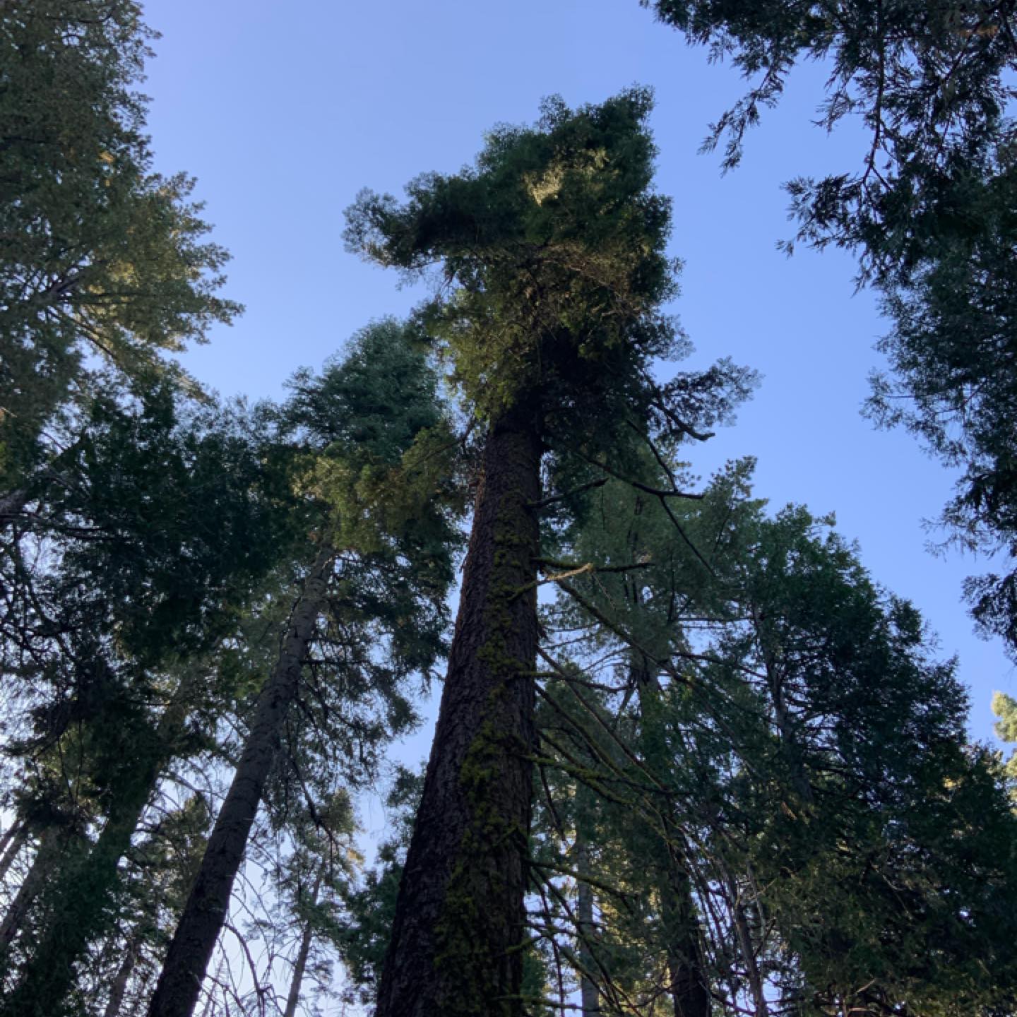 Arbor Advocates, LLC