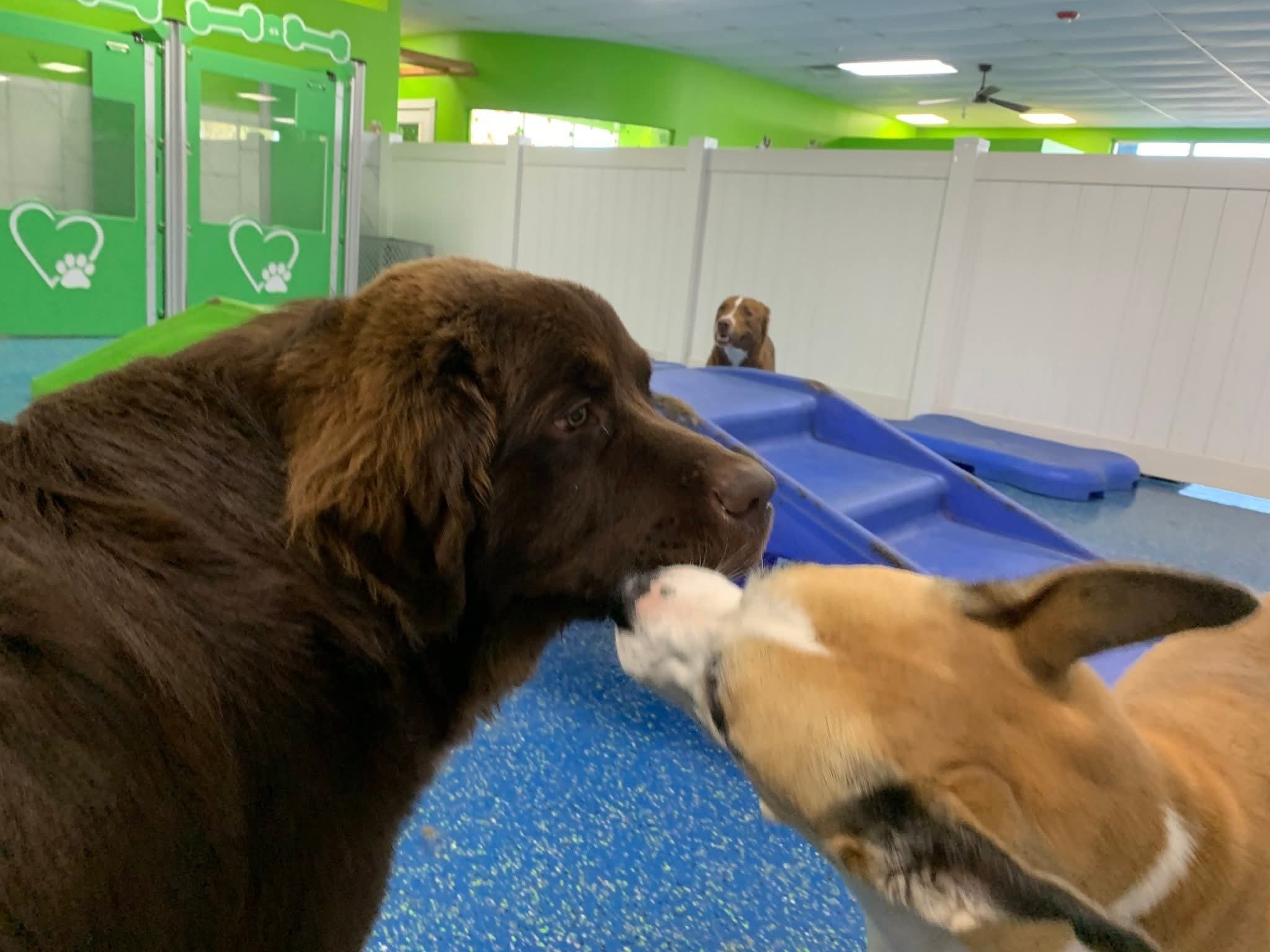 Hounds Town Space Coast Rockledge