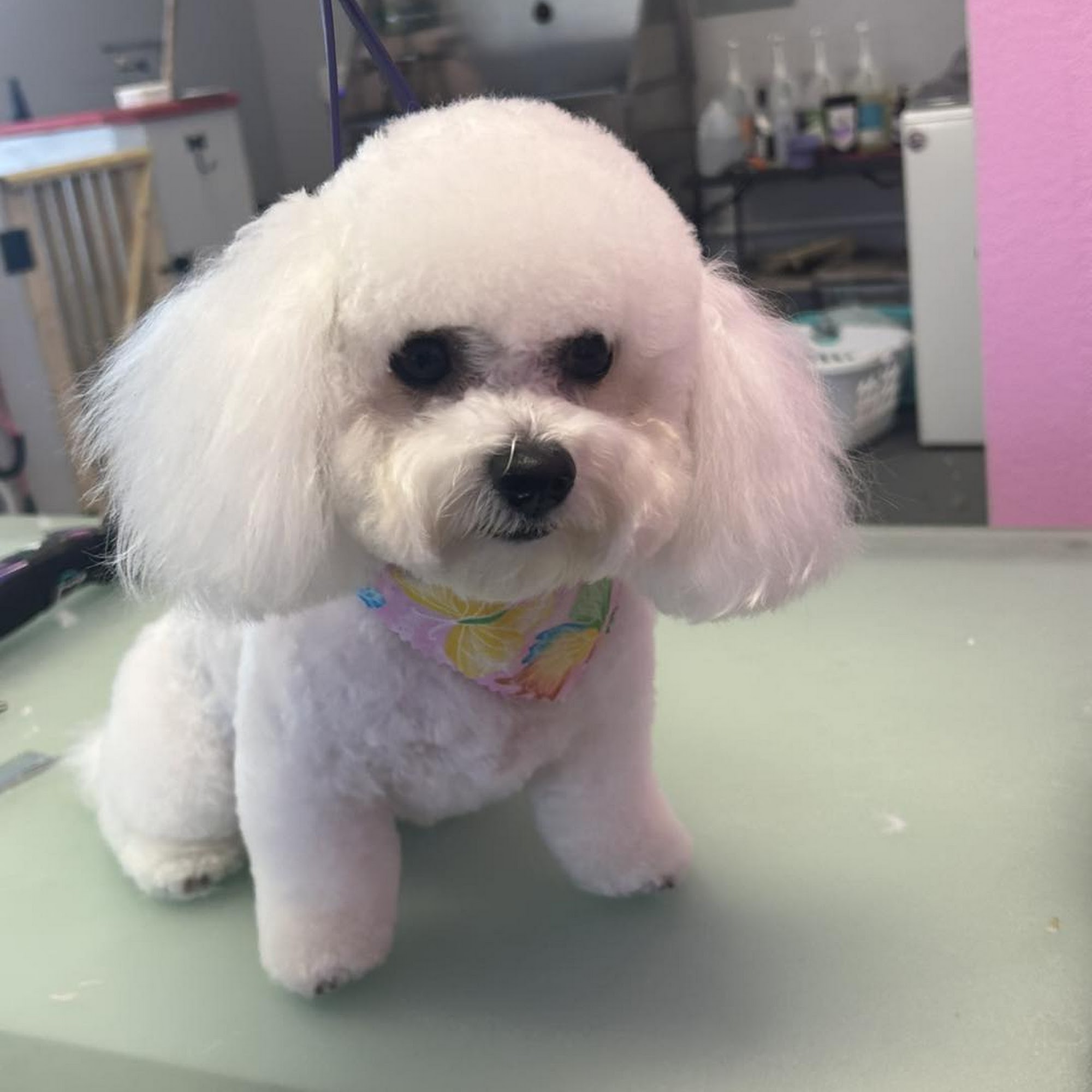 The Paw Spa Pet Grooming Rockledge