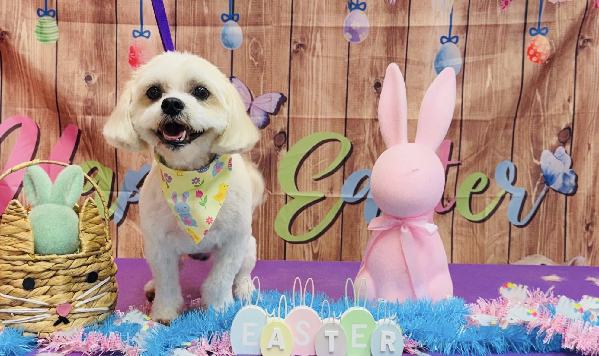 Grafton Groomers Rockledge