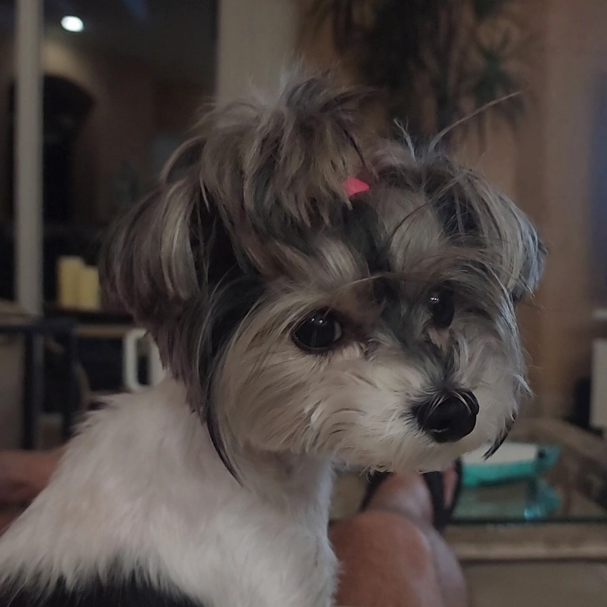 Justin Bartlett Animal Rescue Royal Palm Beach