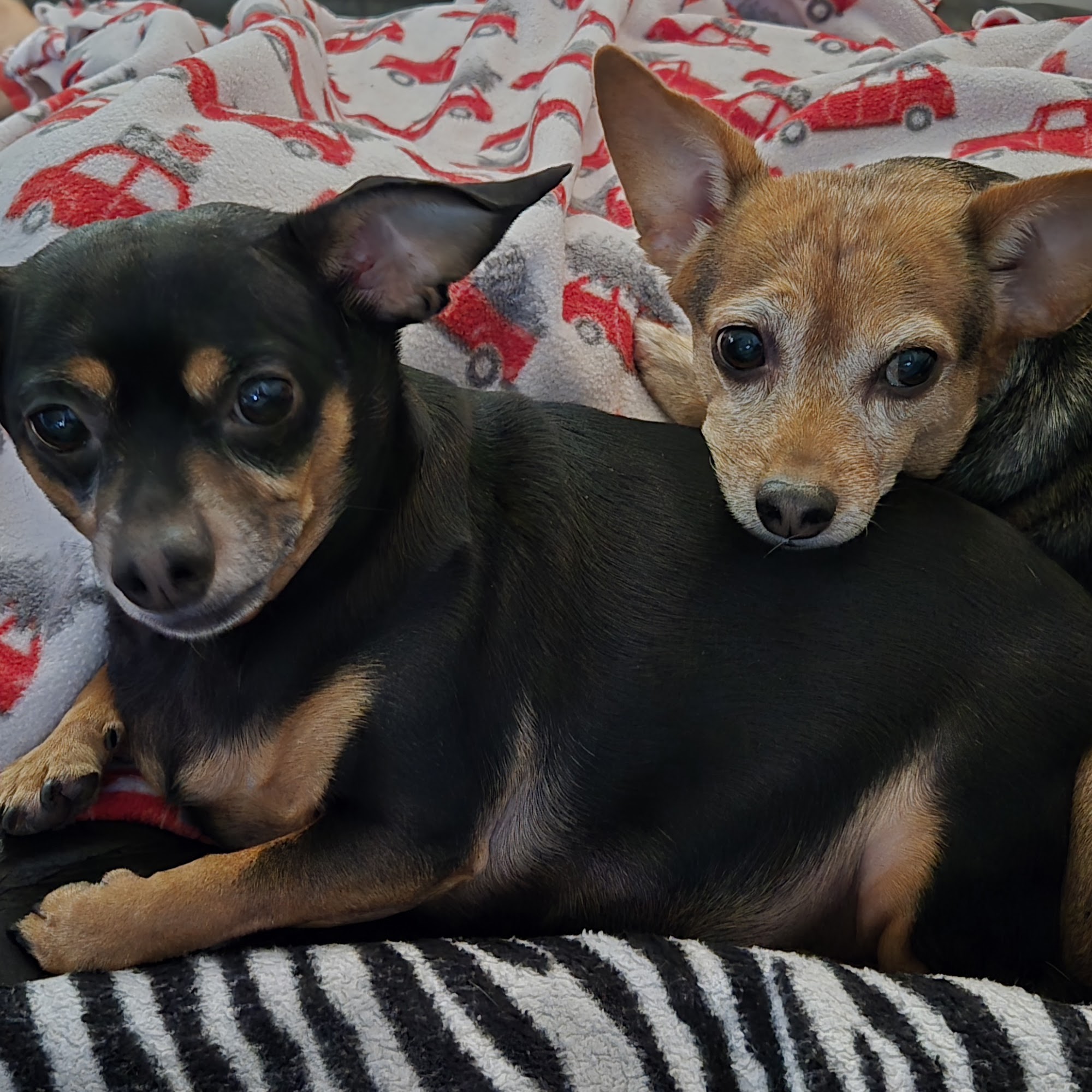 Community Animal Hospital of Royal Palm Beach Royal Palm Beach