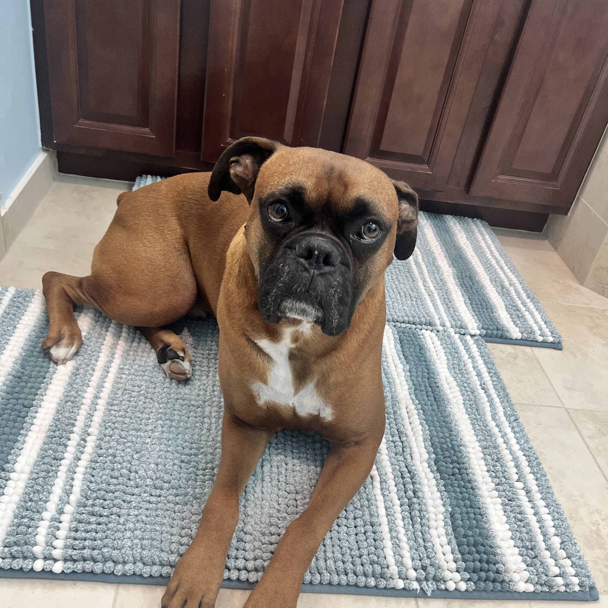 Animal Wellness Center Royal Palm Beach