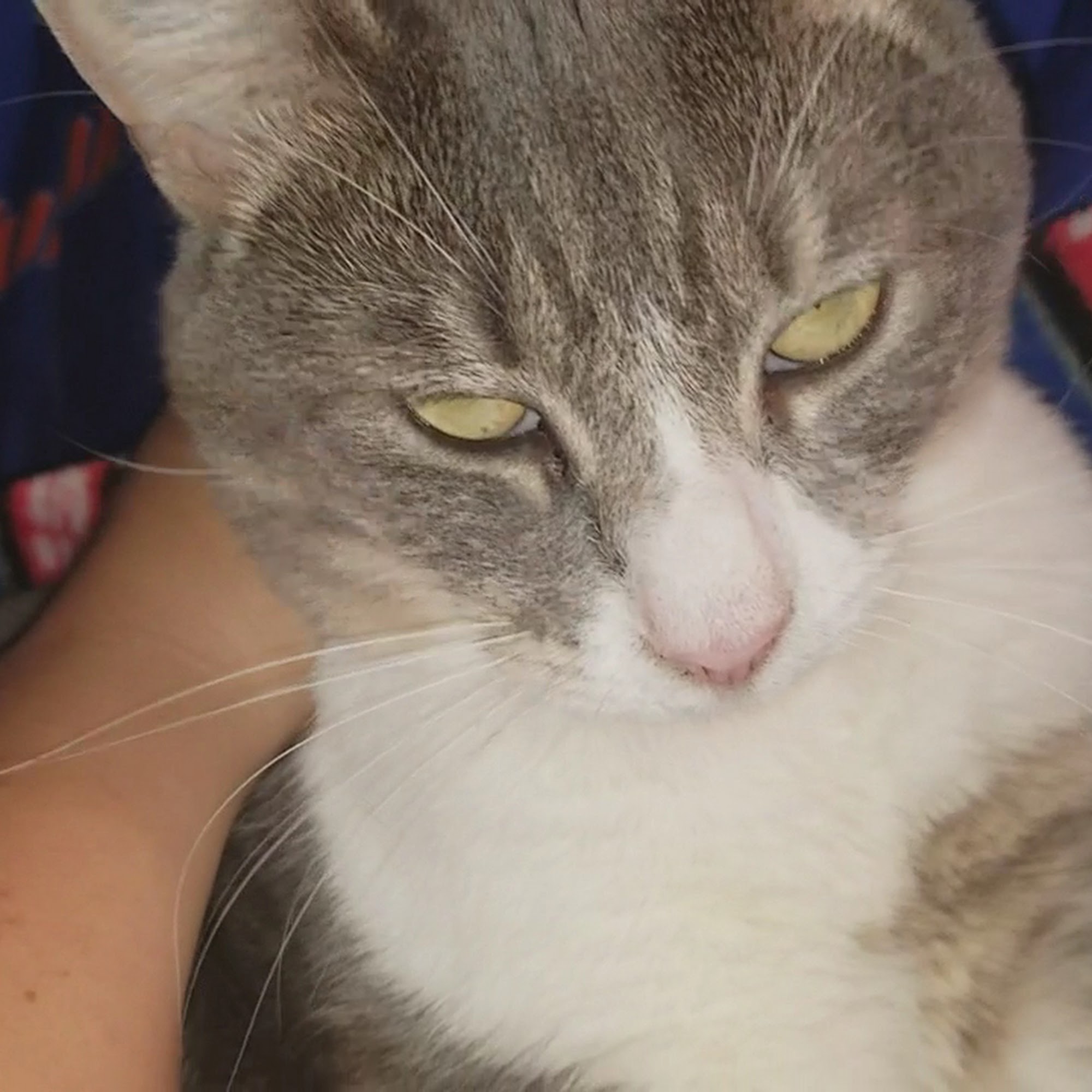 Ruskin Animal Hospital Ruskin