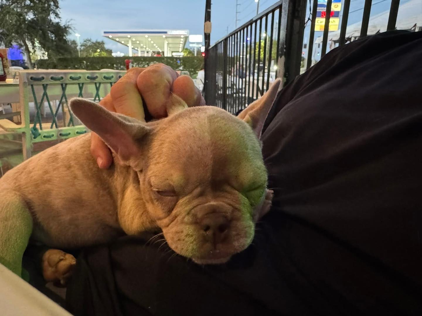 Exotic Frenchies of Ruskin Ruskin