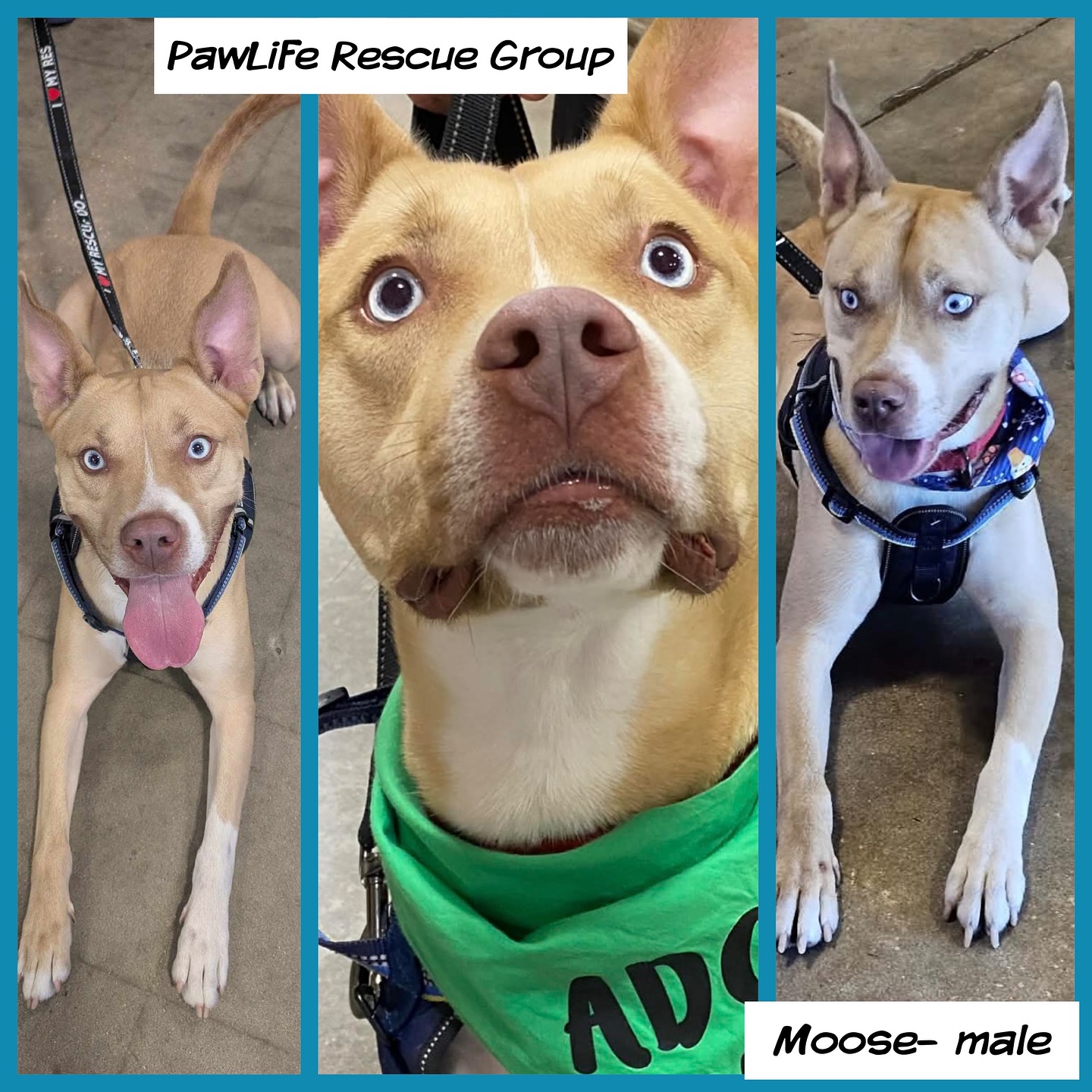 Neighborhood BarK and Boutique Safety Harbor